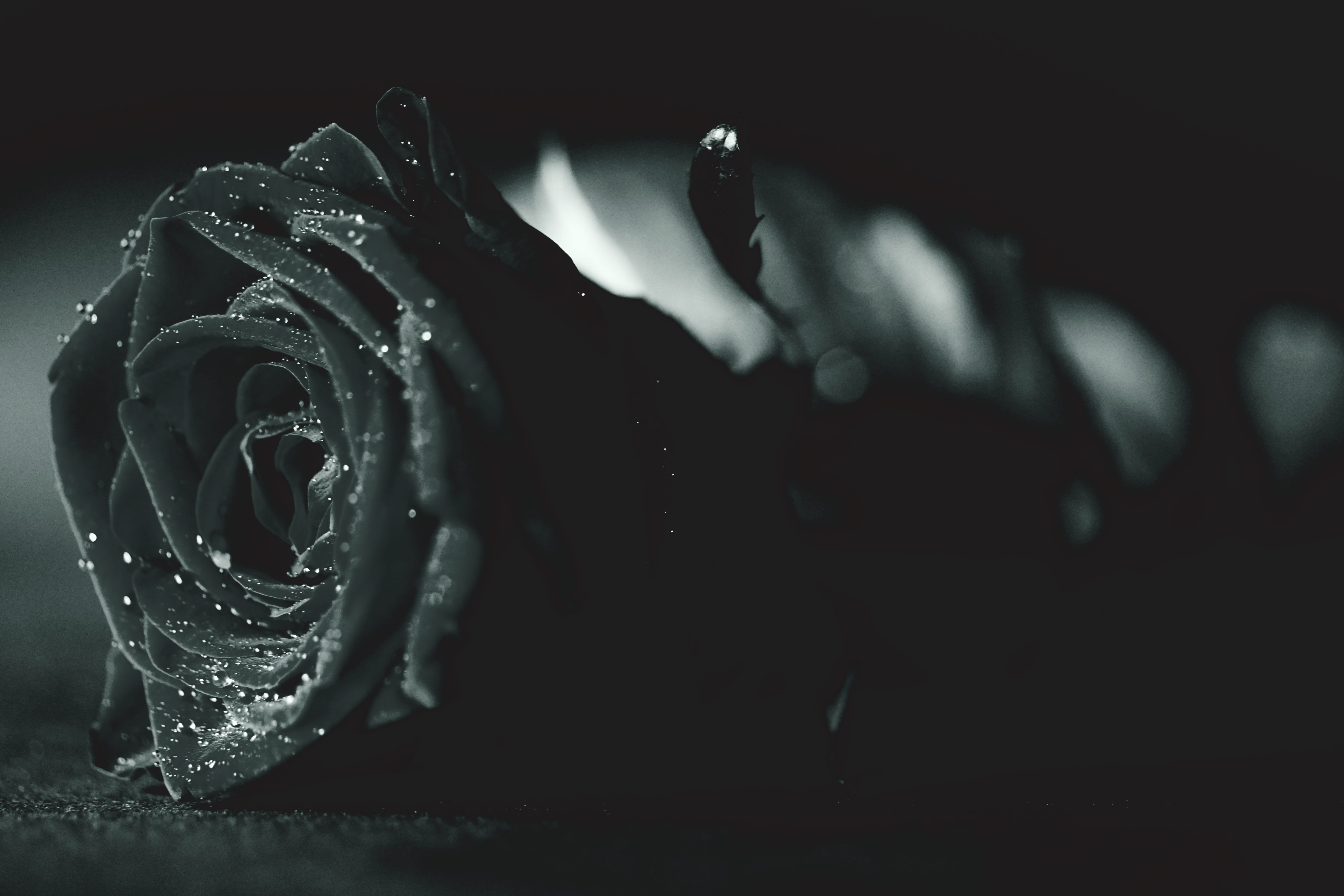 rose monochrome flora dew waterdrops 4k 1606509606