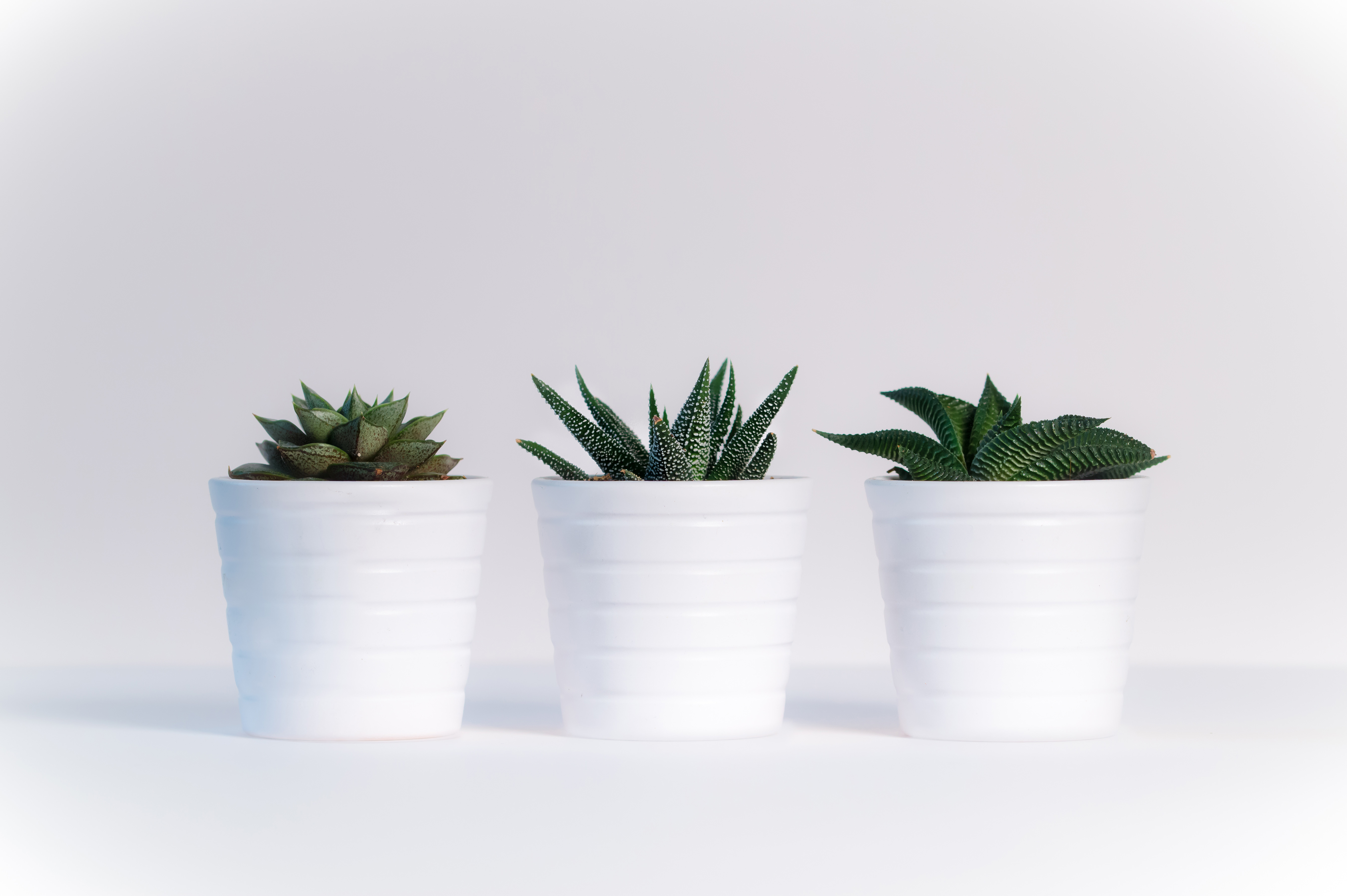 small plants in white pots 4k 1606510526