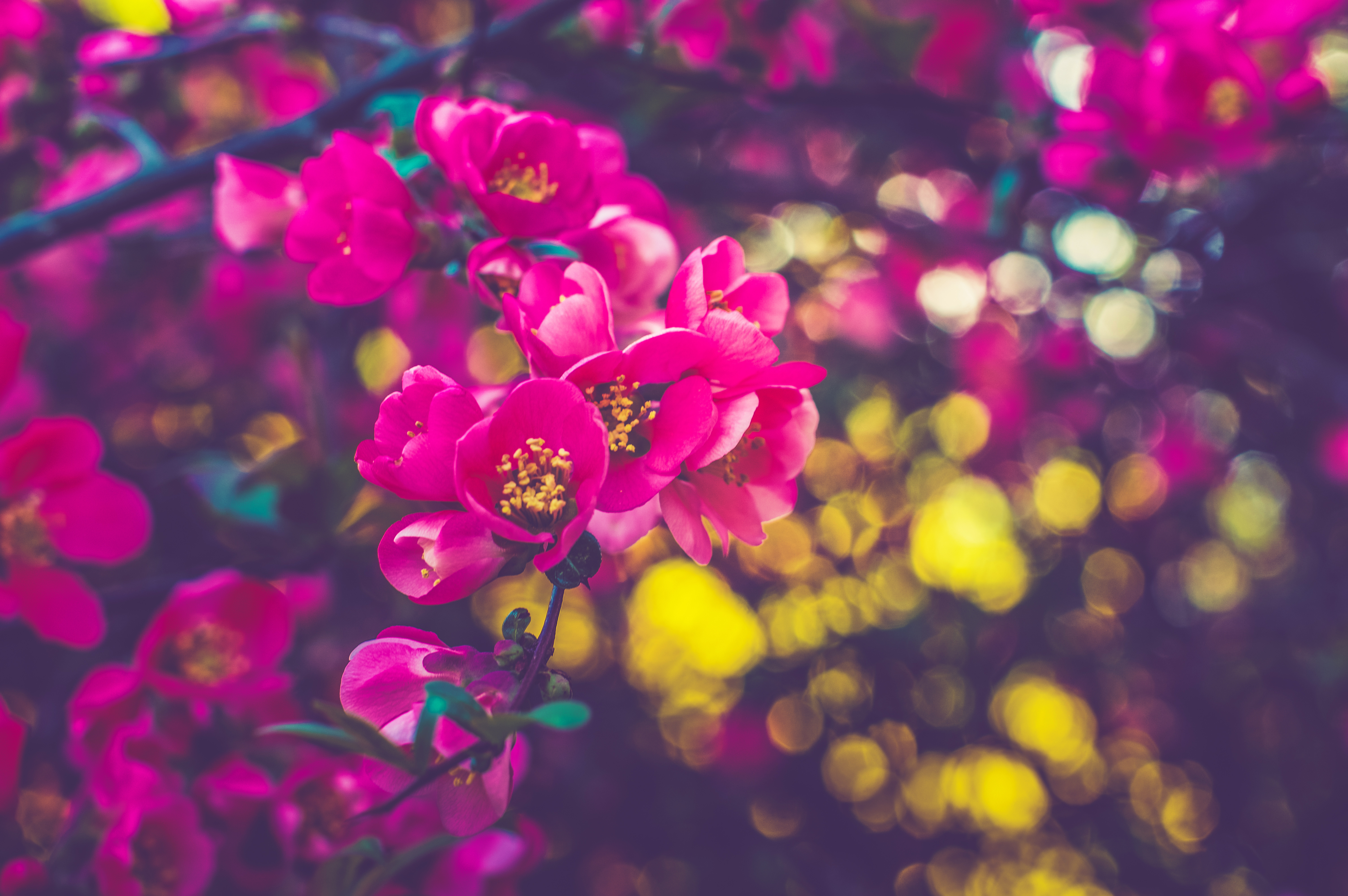 spring flowers 4k 1606575072