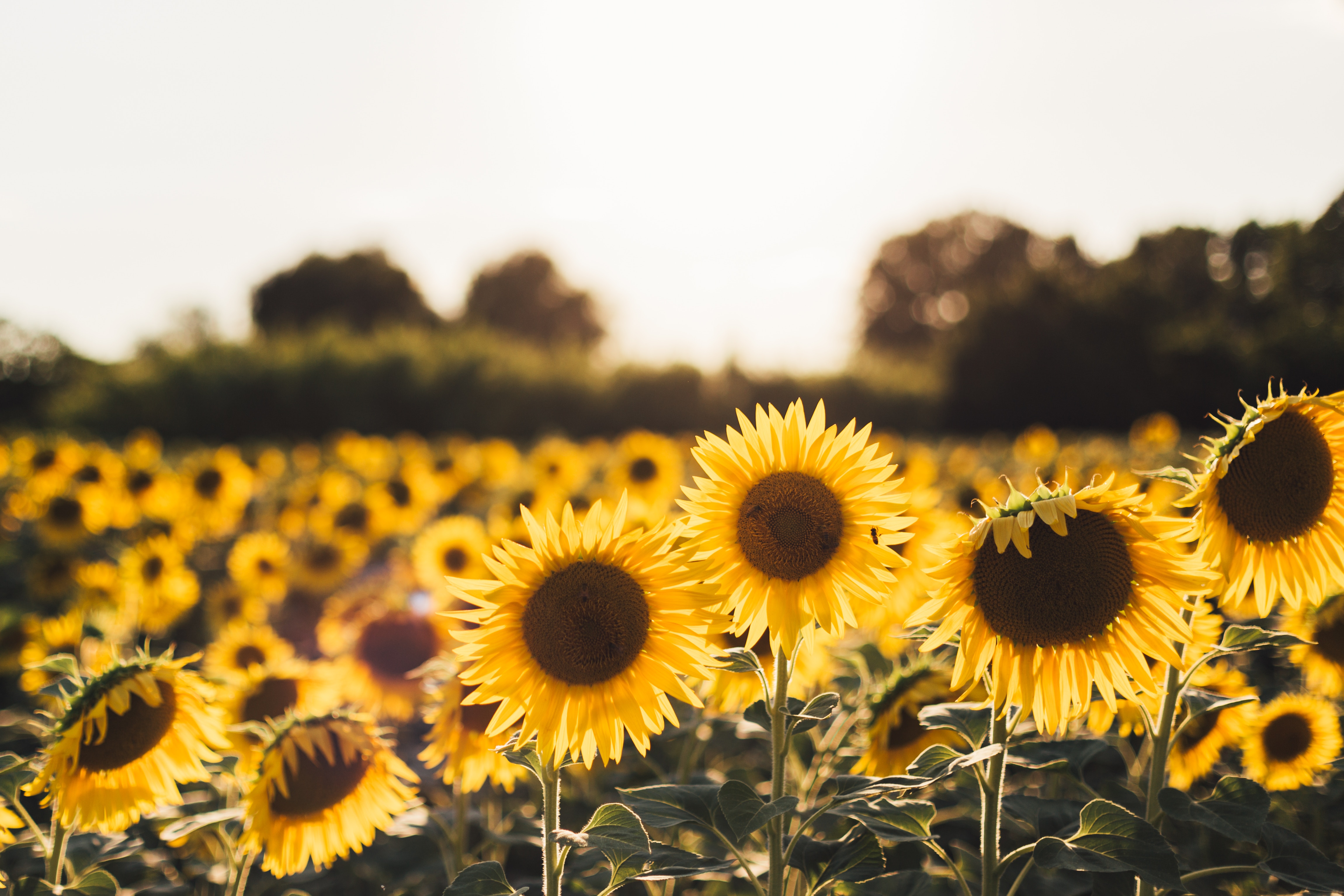 sunflowers 4k 1606575167