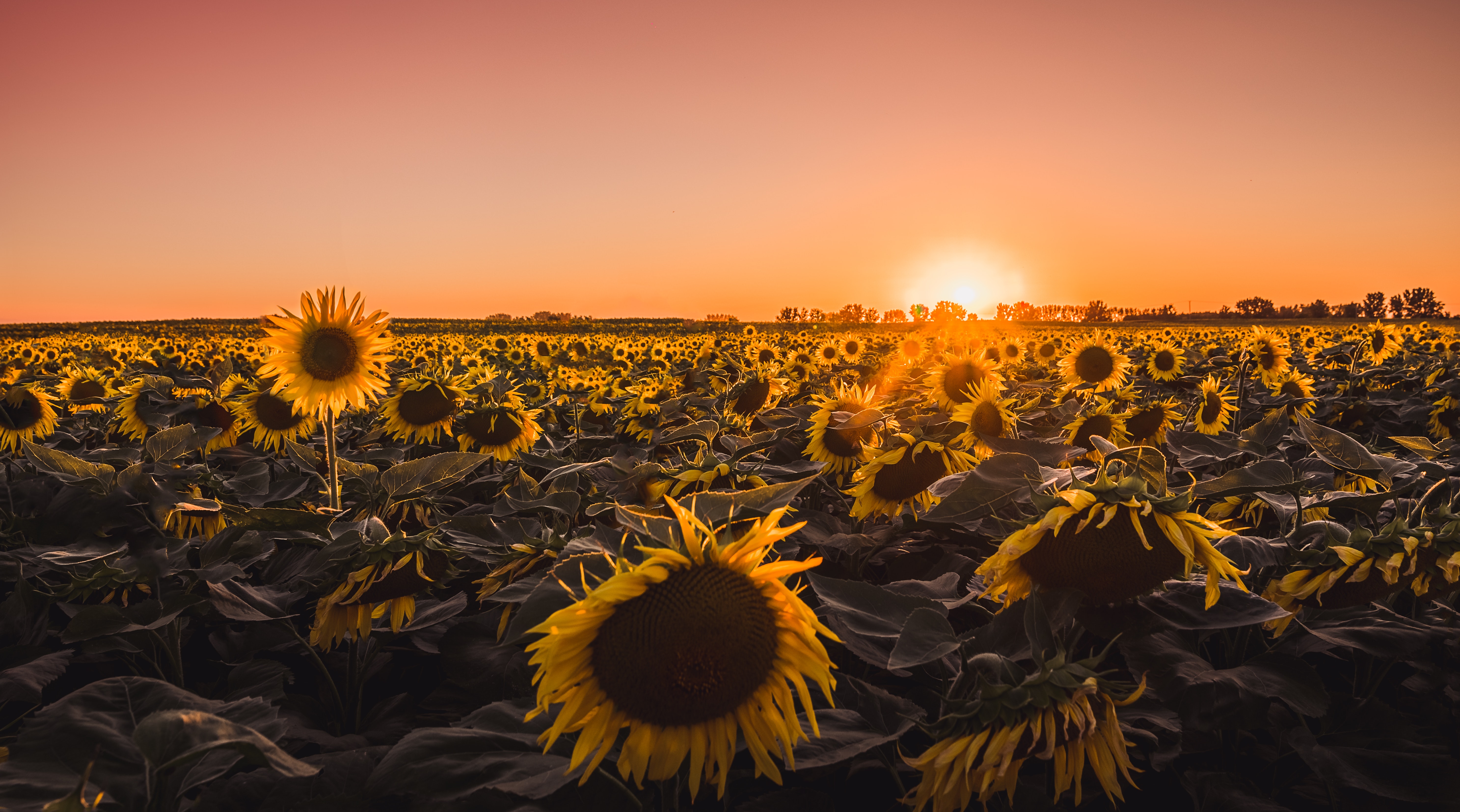 100 Golden Hour Pictures  Download Free Images on Unsplash