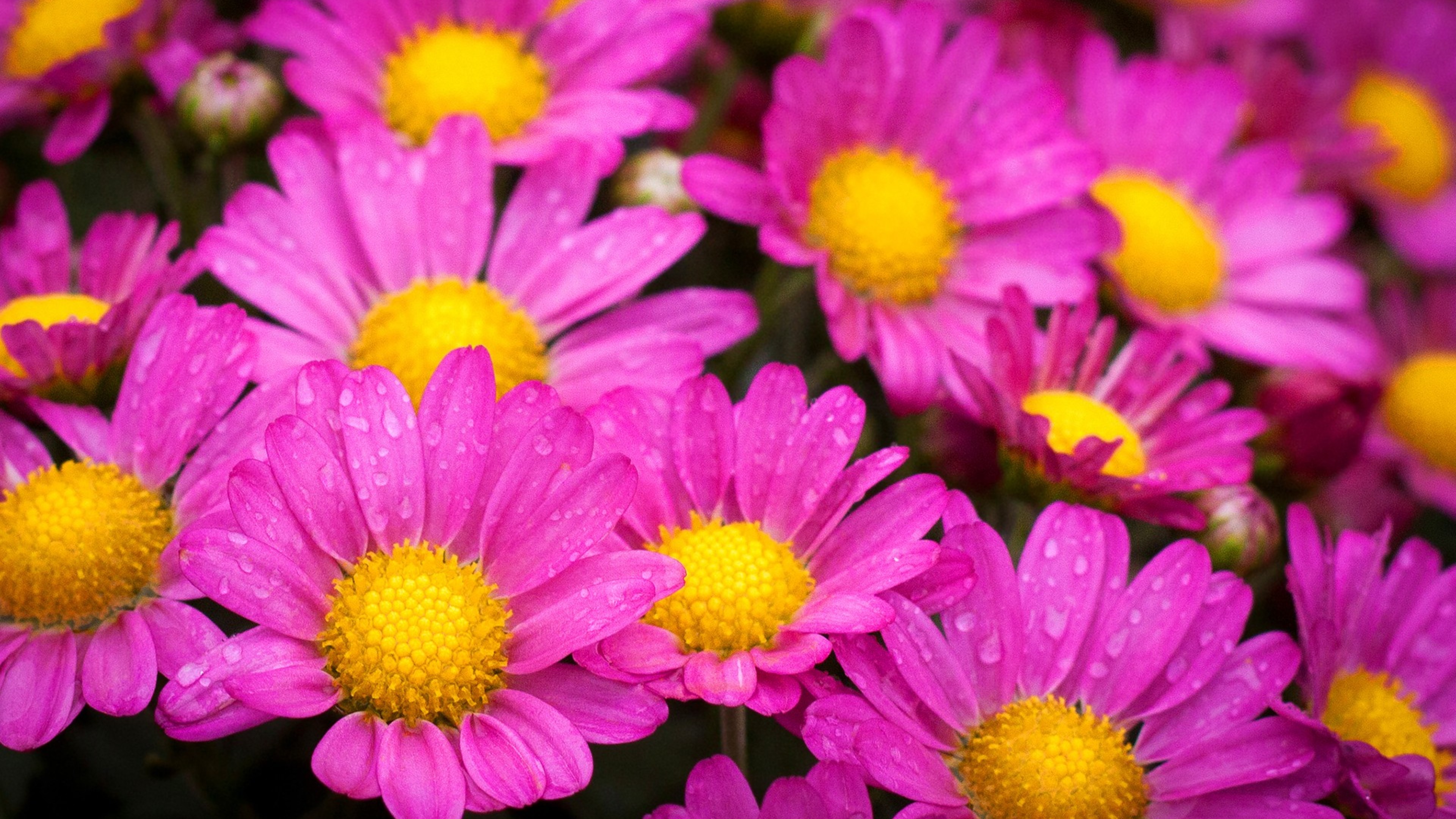 water drops on pink daisies 4k 1606508444