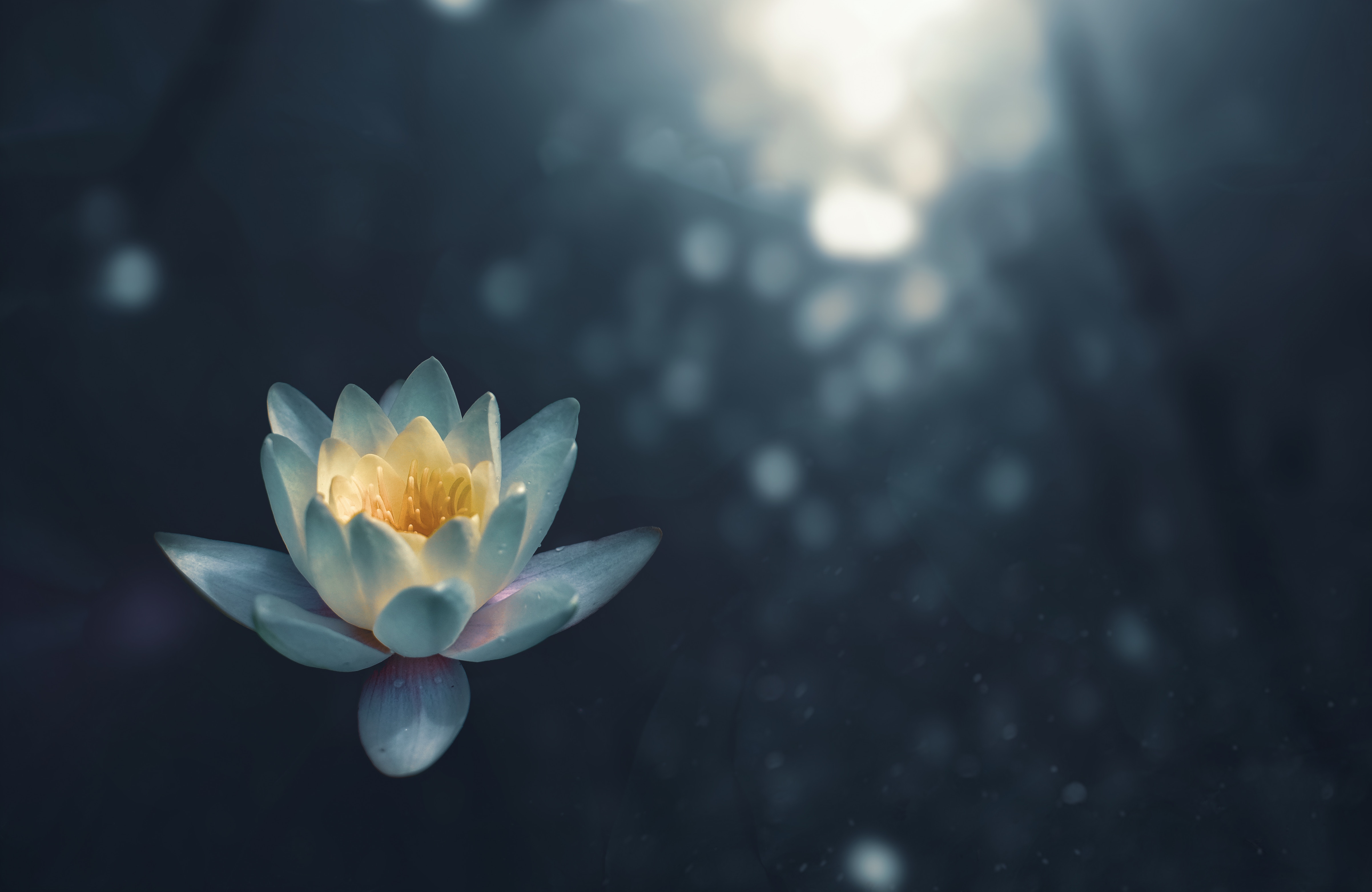 water lily 4k 1606512510