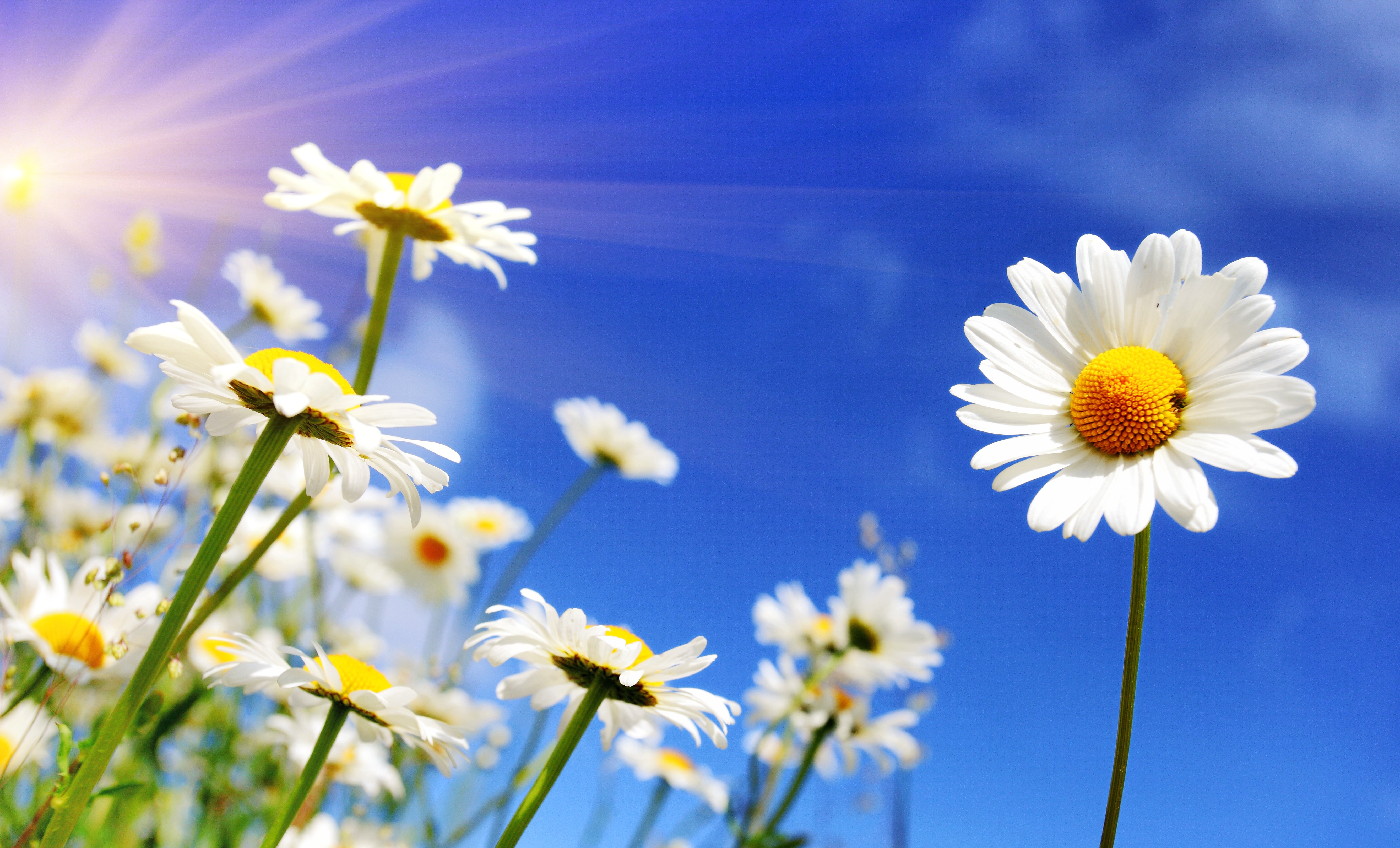 white diasy flowers at summer 4k 1606509690