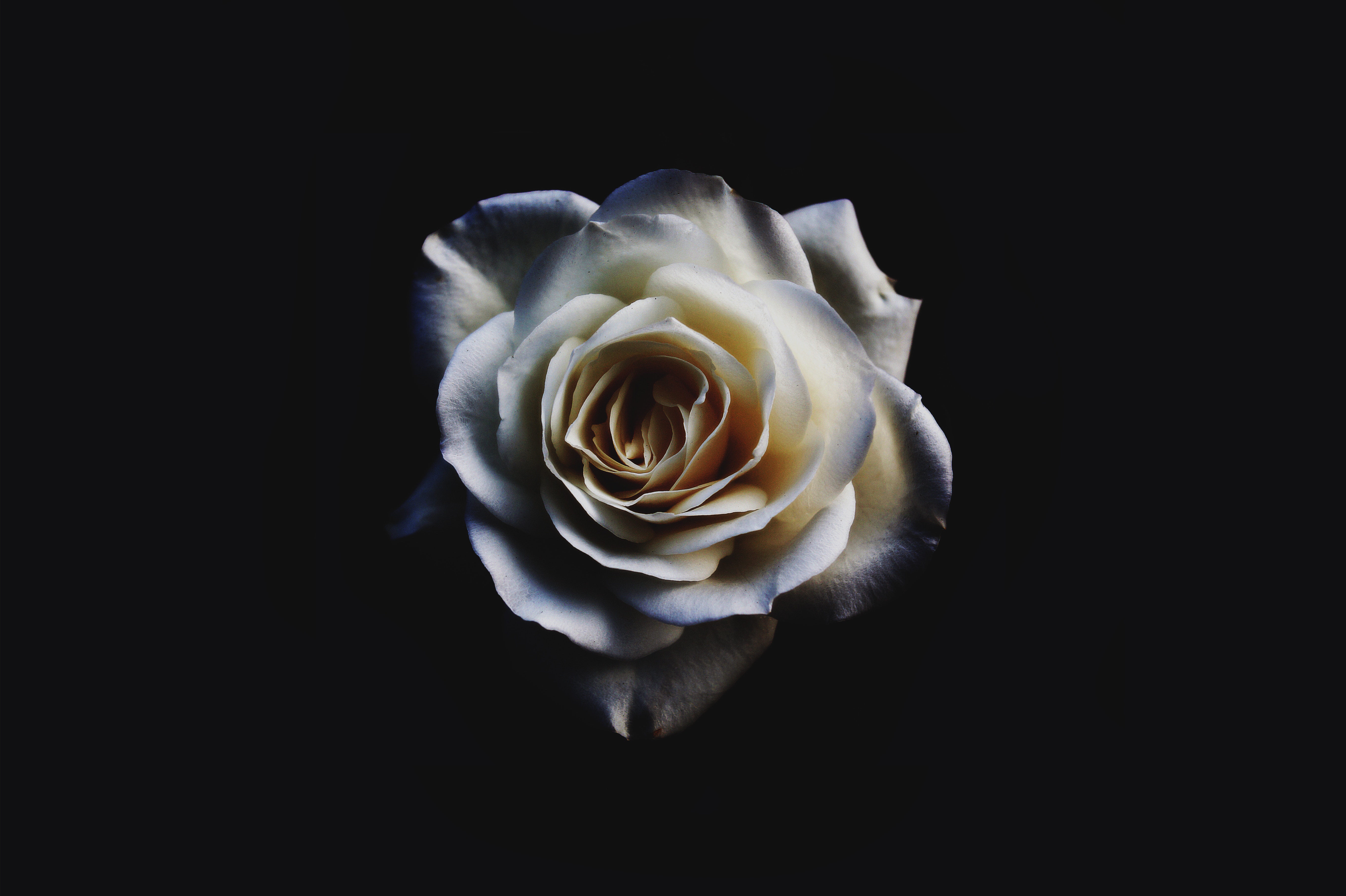 white rose oled 4k 1606513818