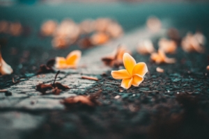 yellow flower on roadside 4k 1606512510