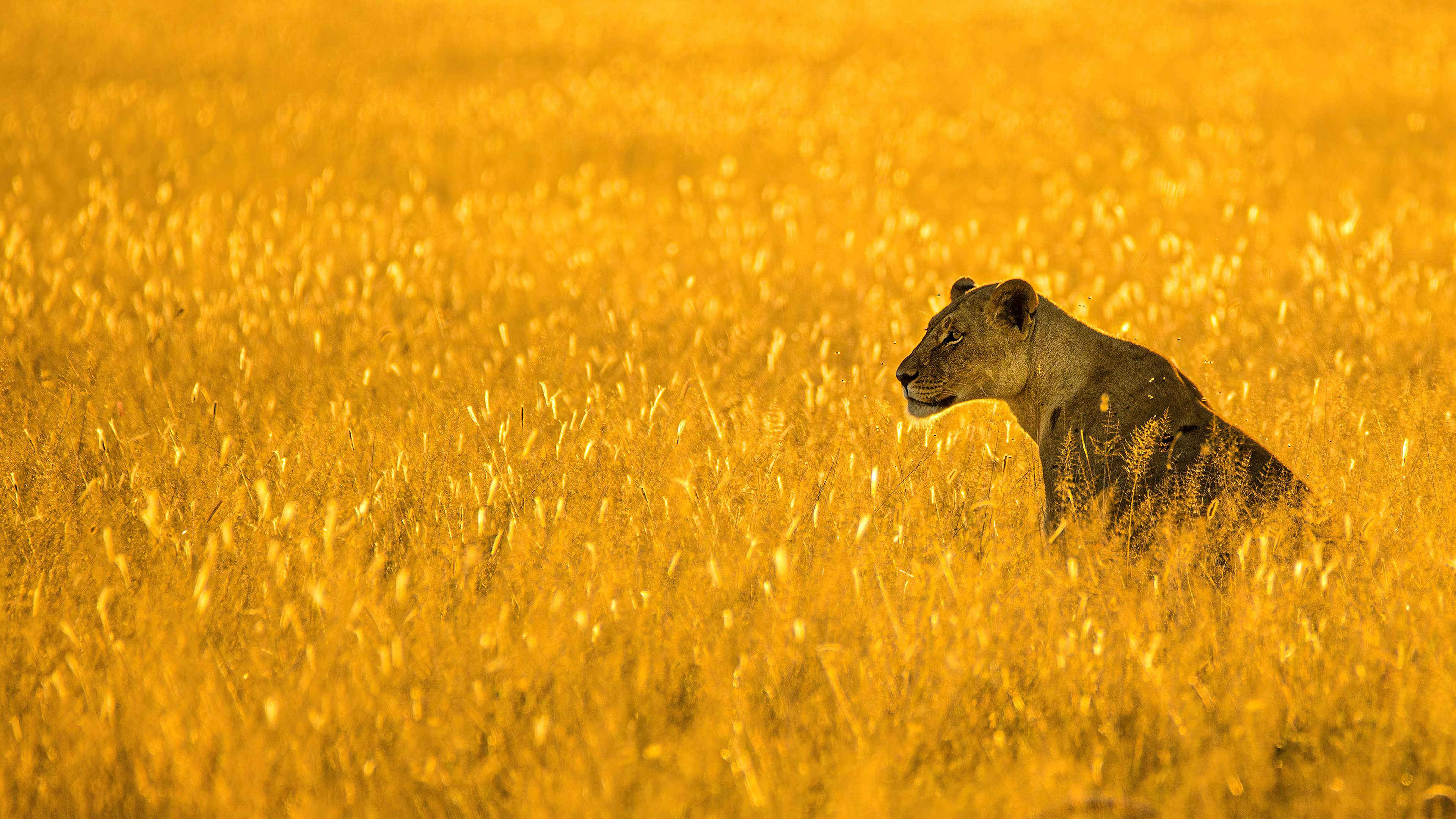 lioness big cat 4k 1608578594