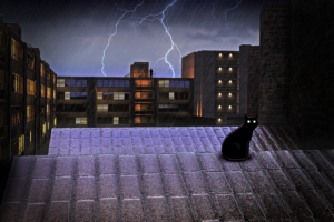 black cat on rooftop lightning 4k 1614617397