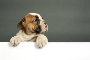 bulldog puppy 4k 1615884685