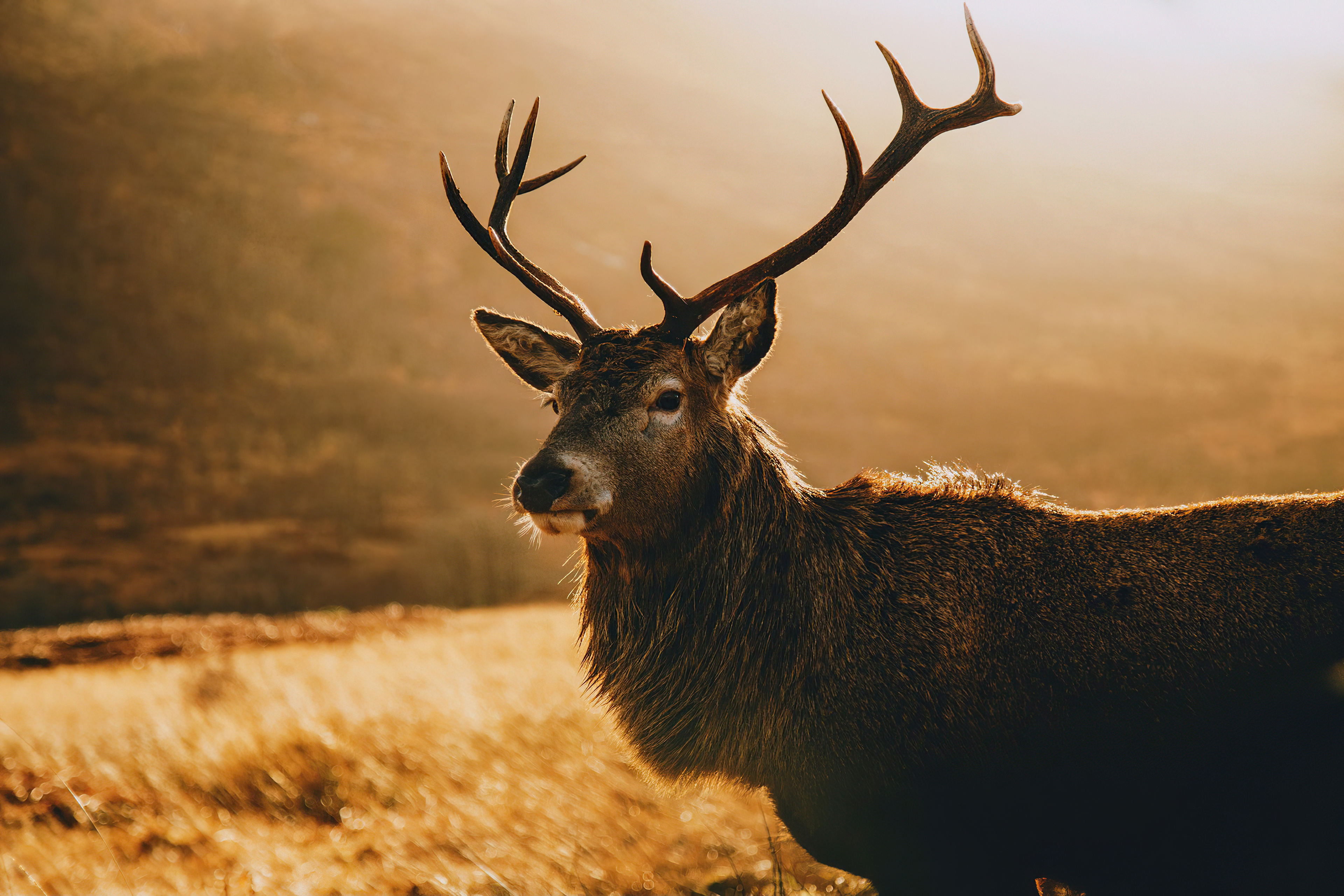 deer morning landscape 4k 1615884674