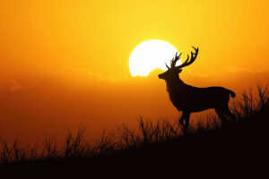 deer silhouette evening 4k 1616872023