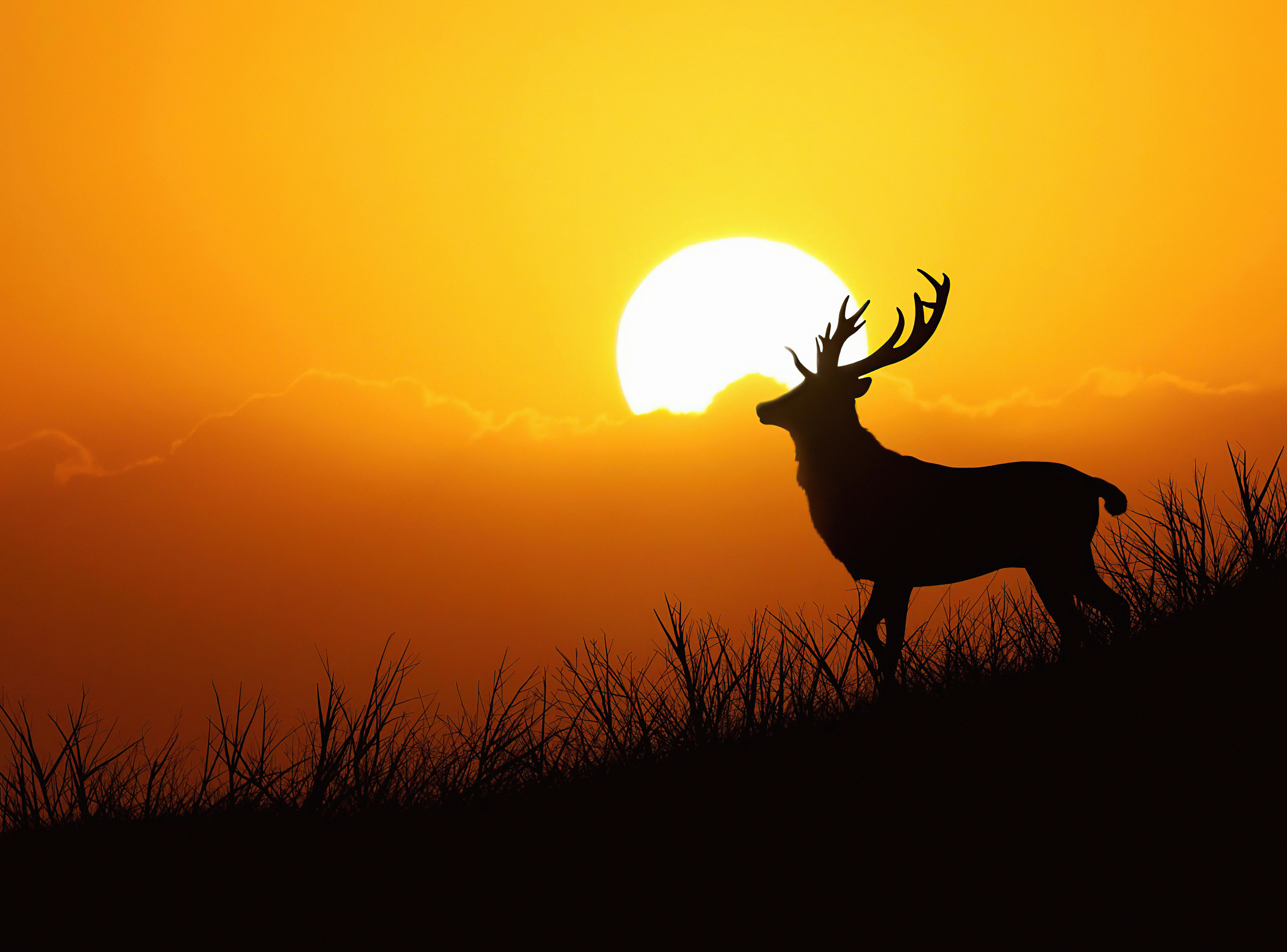 deer silhouette evening 4k 1616872023