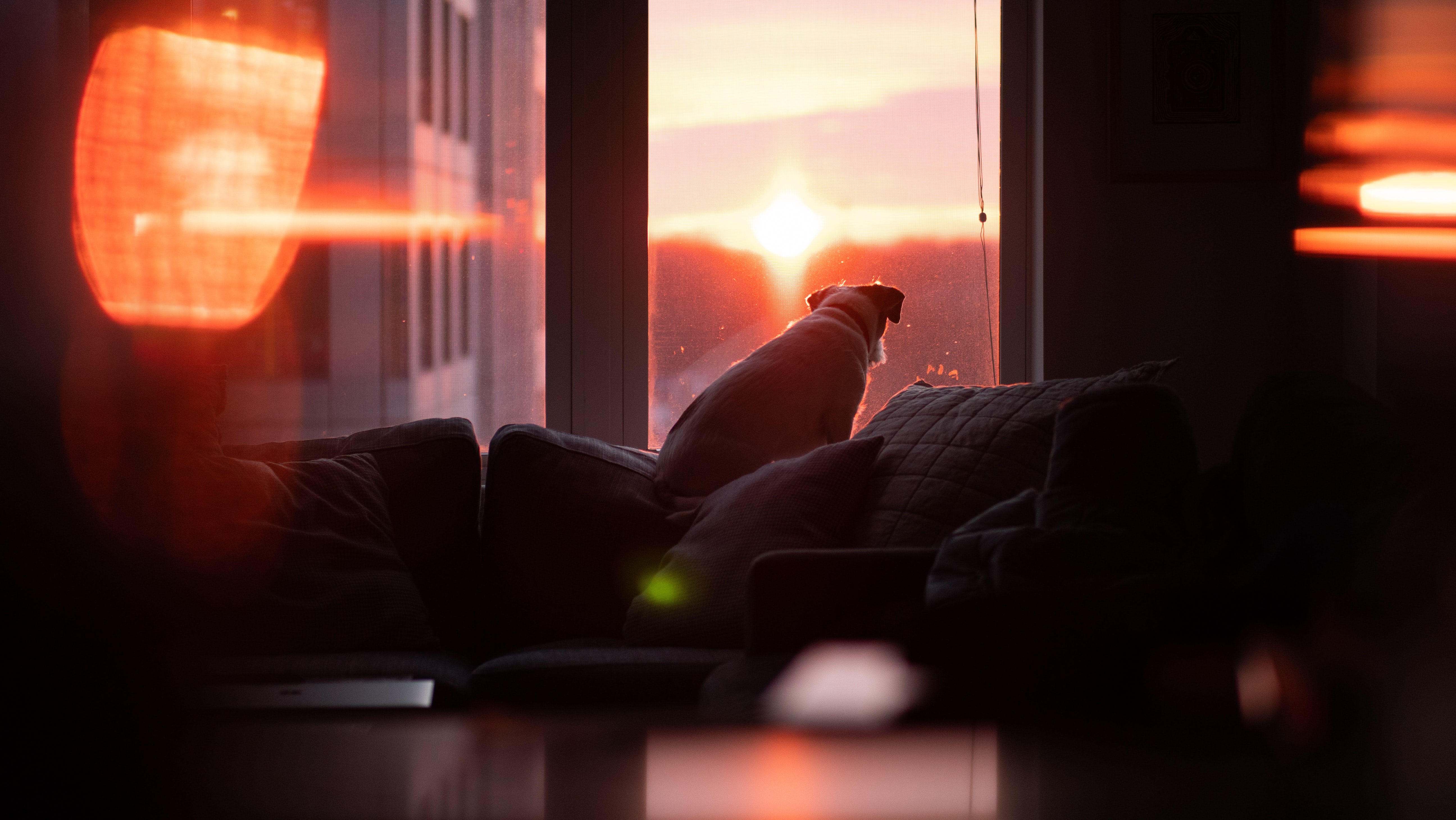 dog watching sunset 4k 1616093496