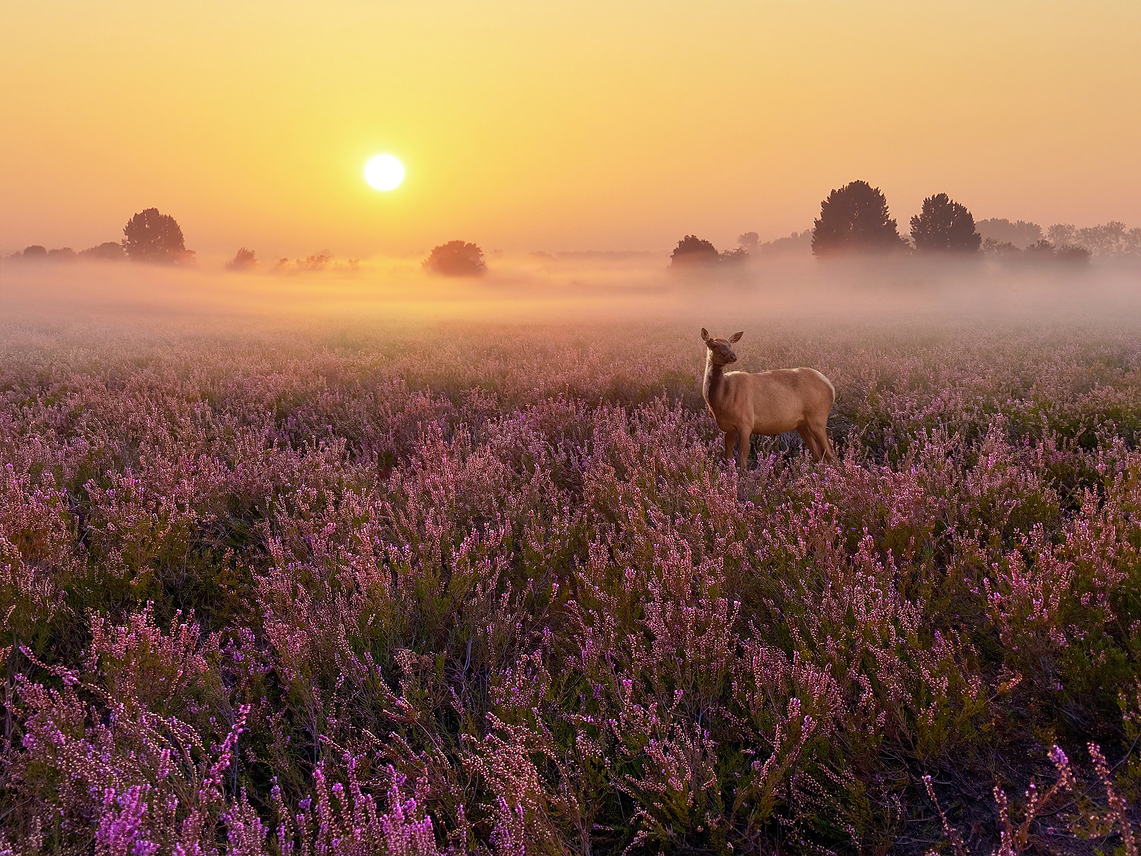 heathland deer 4k 1615884681