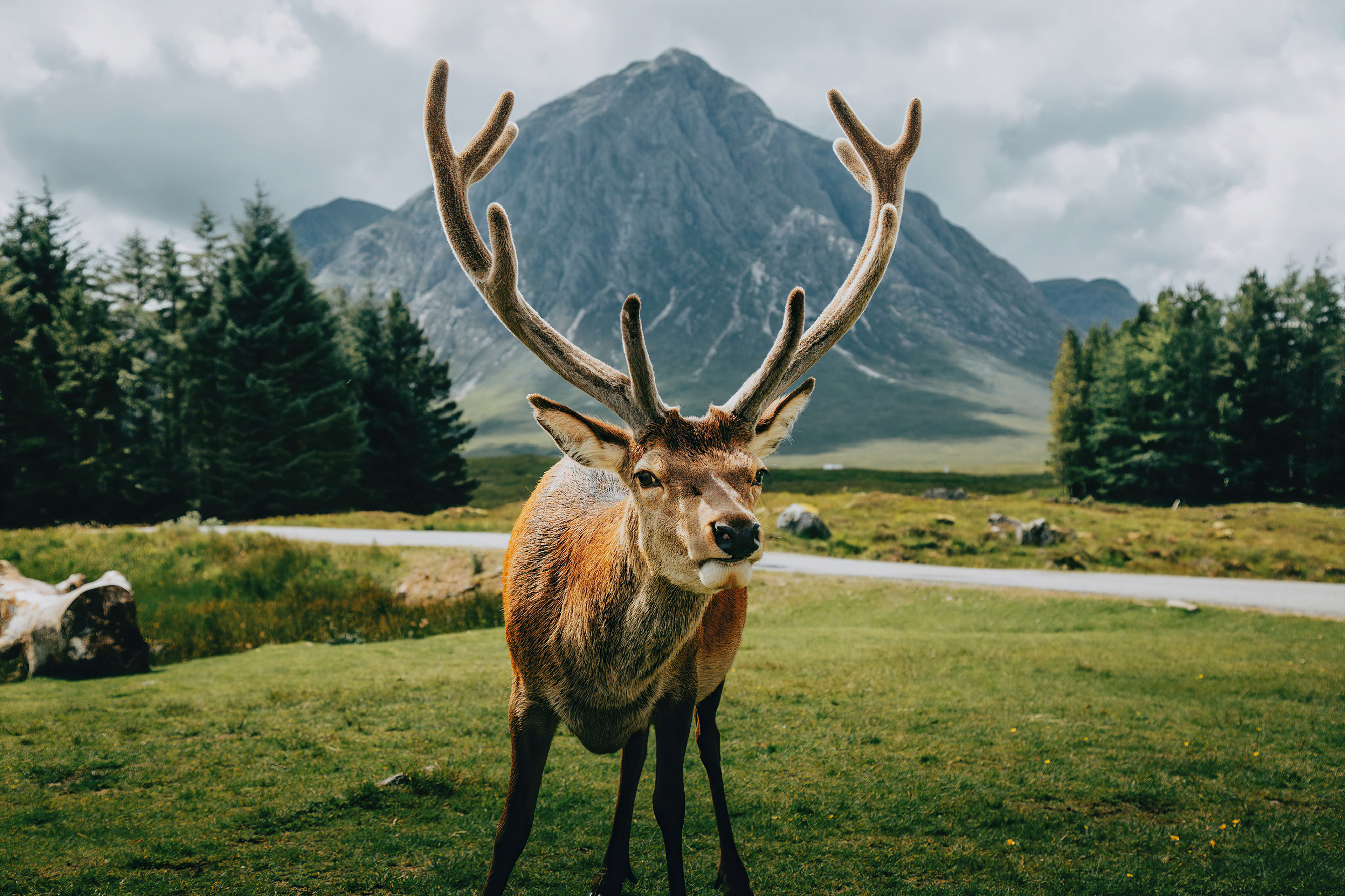 reindeer open field landscape 4k 1615884665