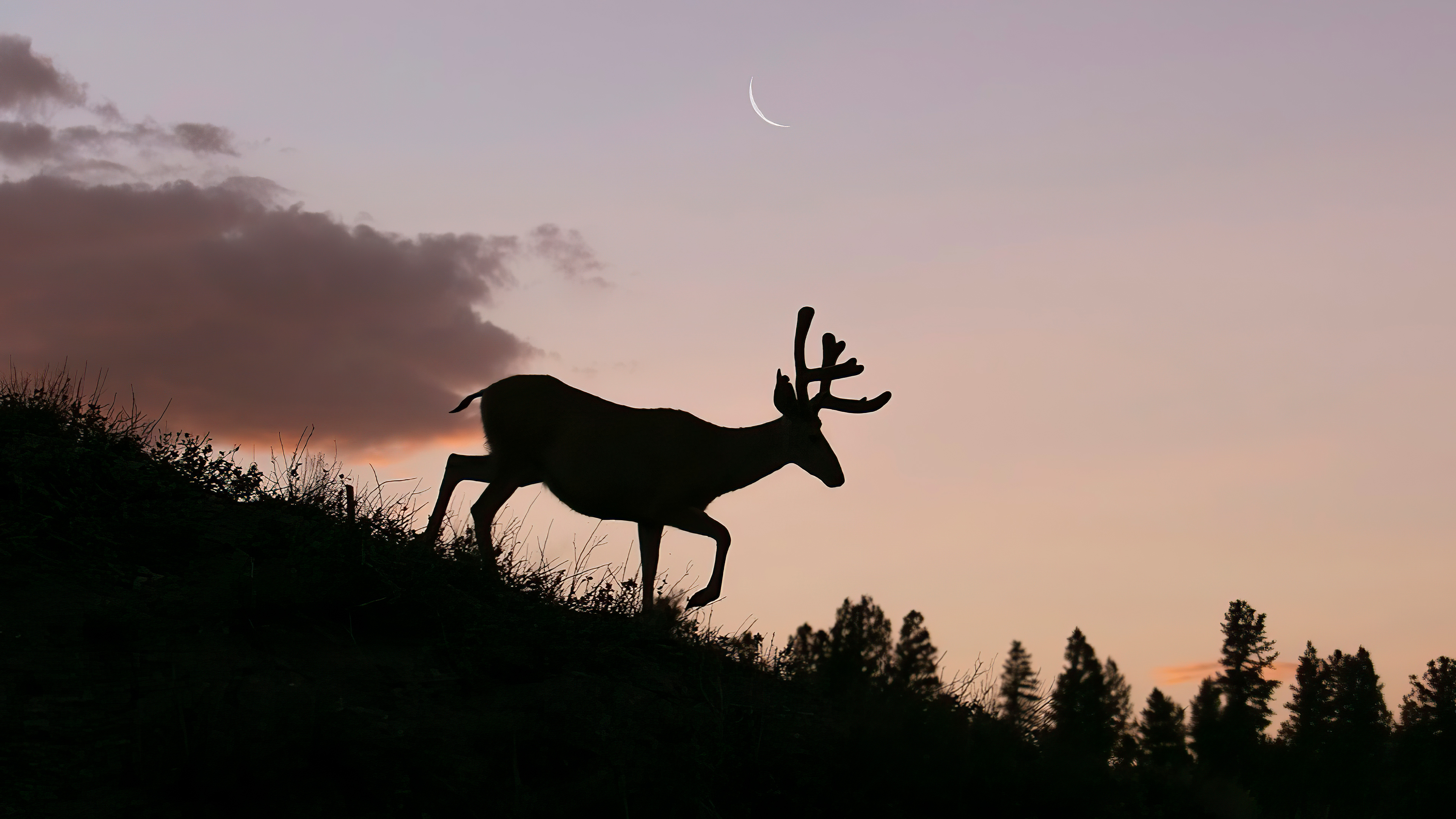 reindeer silhouette 4k 1615884665