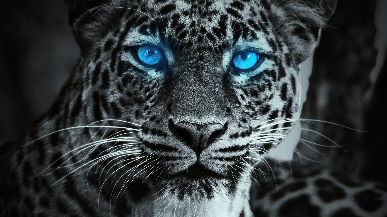 Tiger Glowing Blue Eyes 4k