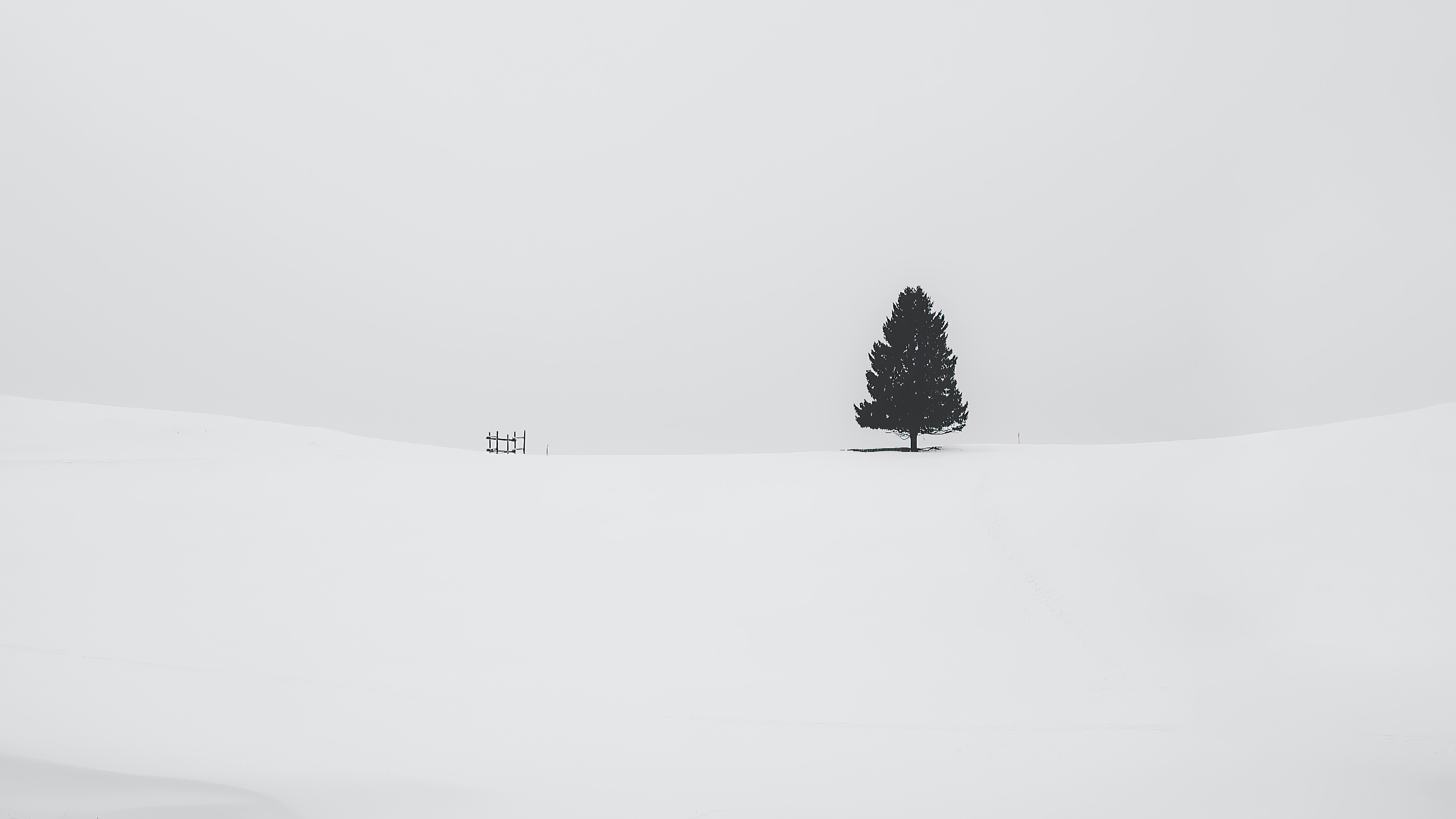 tree snow 4k 1615197744