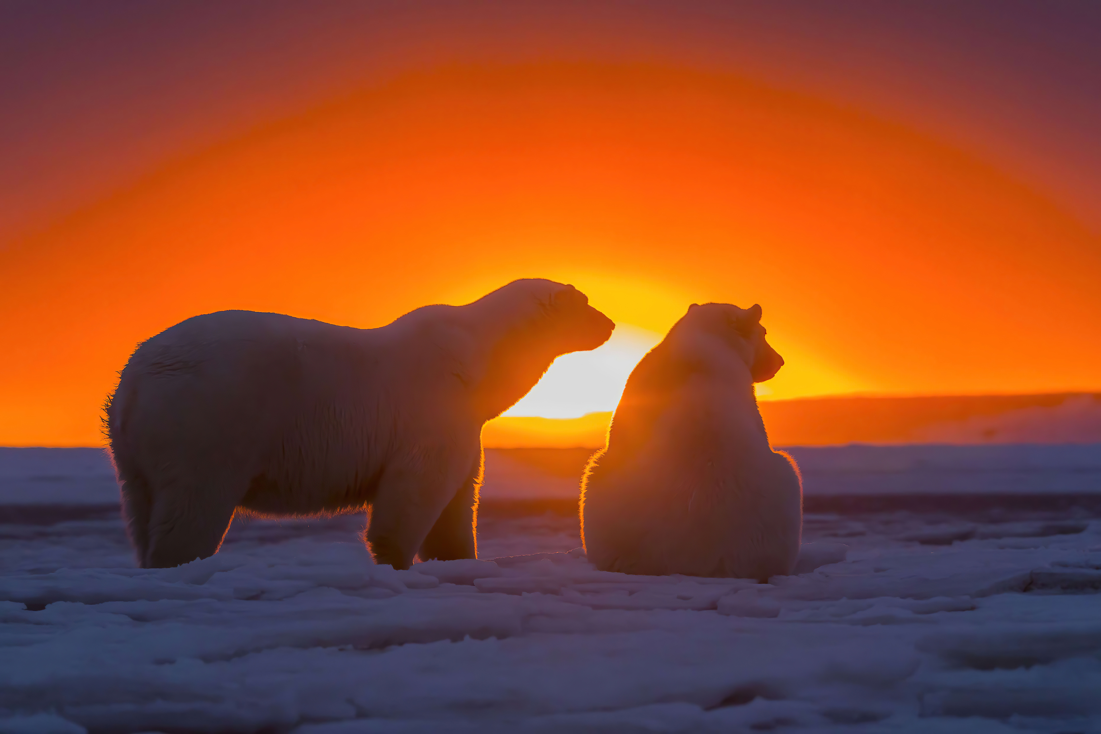 two polar bears watching sunset 4k 1615884666