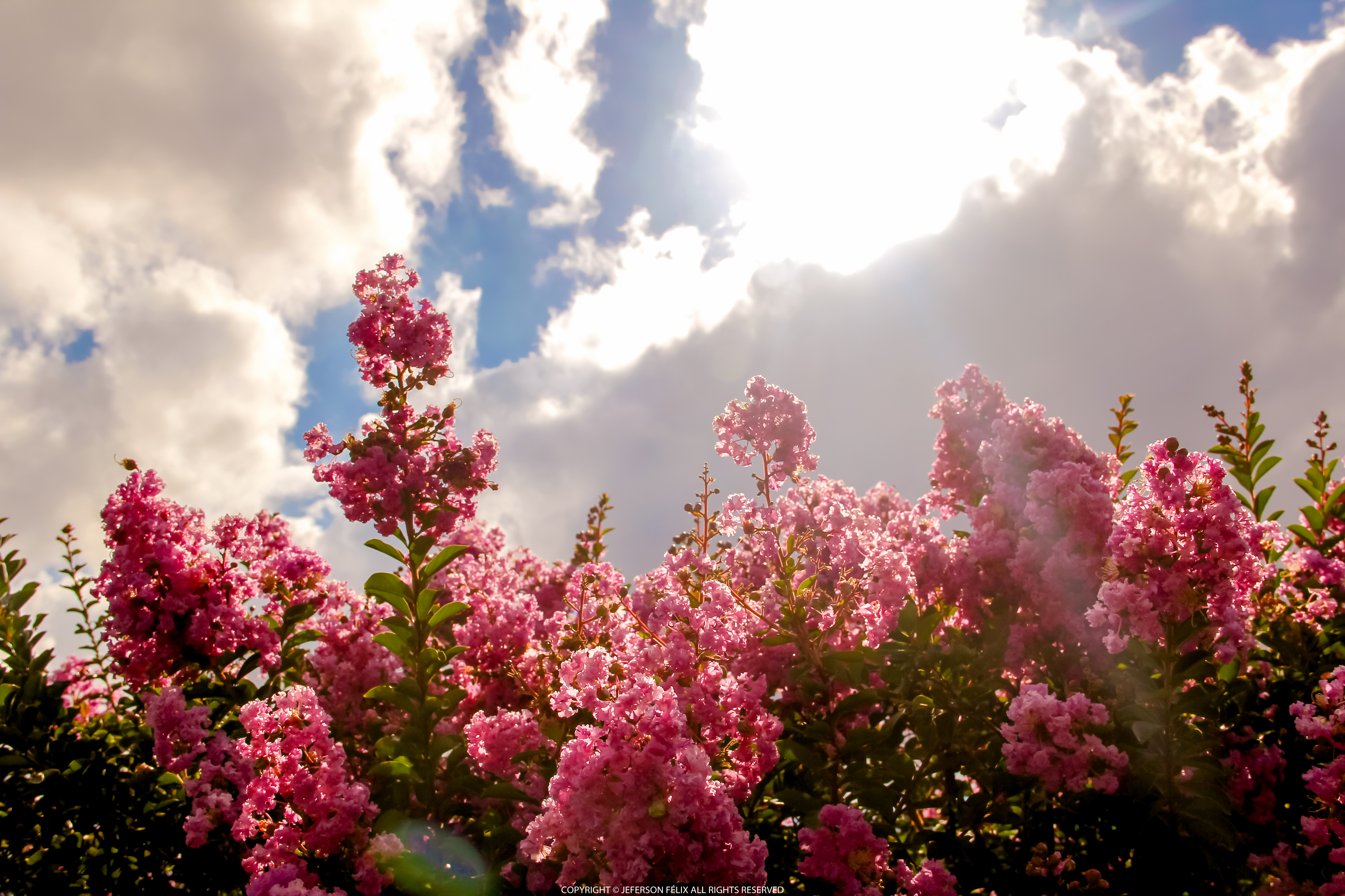 blossom flowers field 4k 1629229635