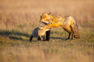 father and daughter fox 4k 1629139592