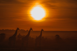 giraffe silhouette 4k 1629139604