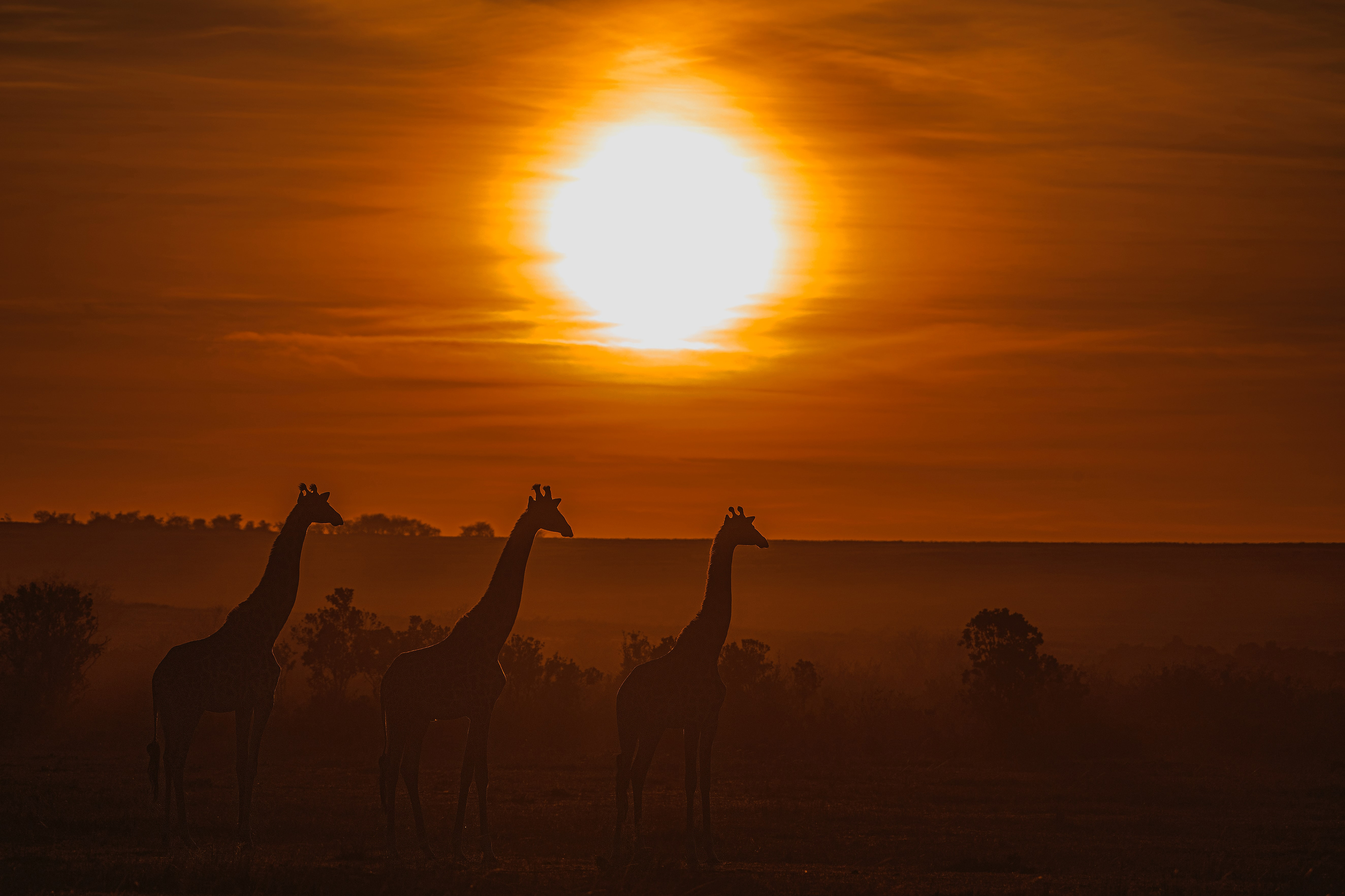 giraffe silhouette 4k 1629139604