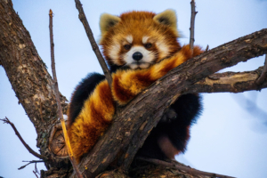 lesser panda 4k 1629139834