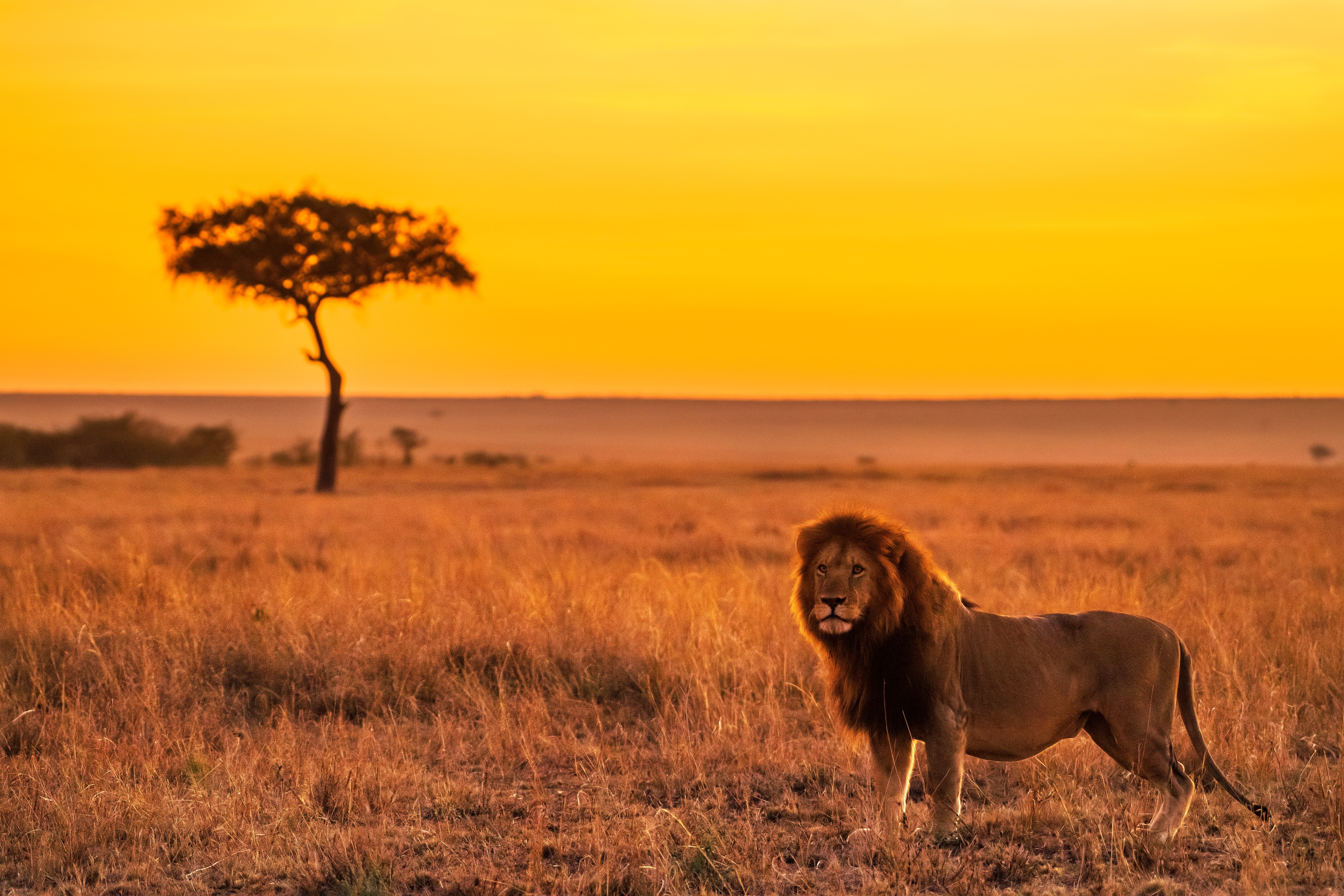 lion on grass field 4k 1629139770