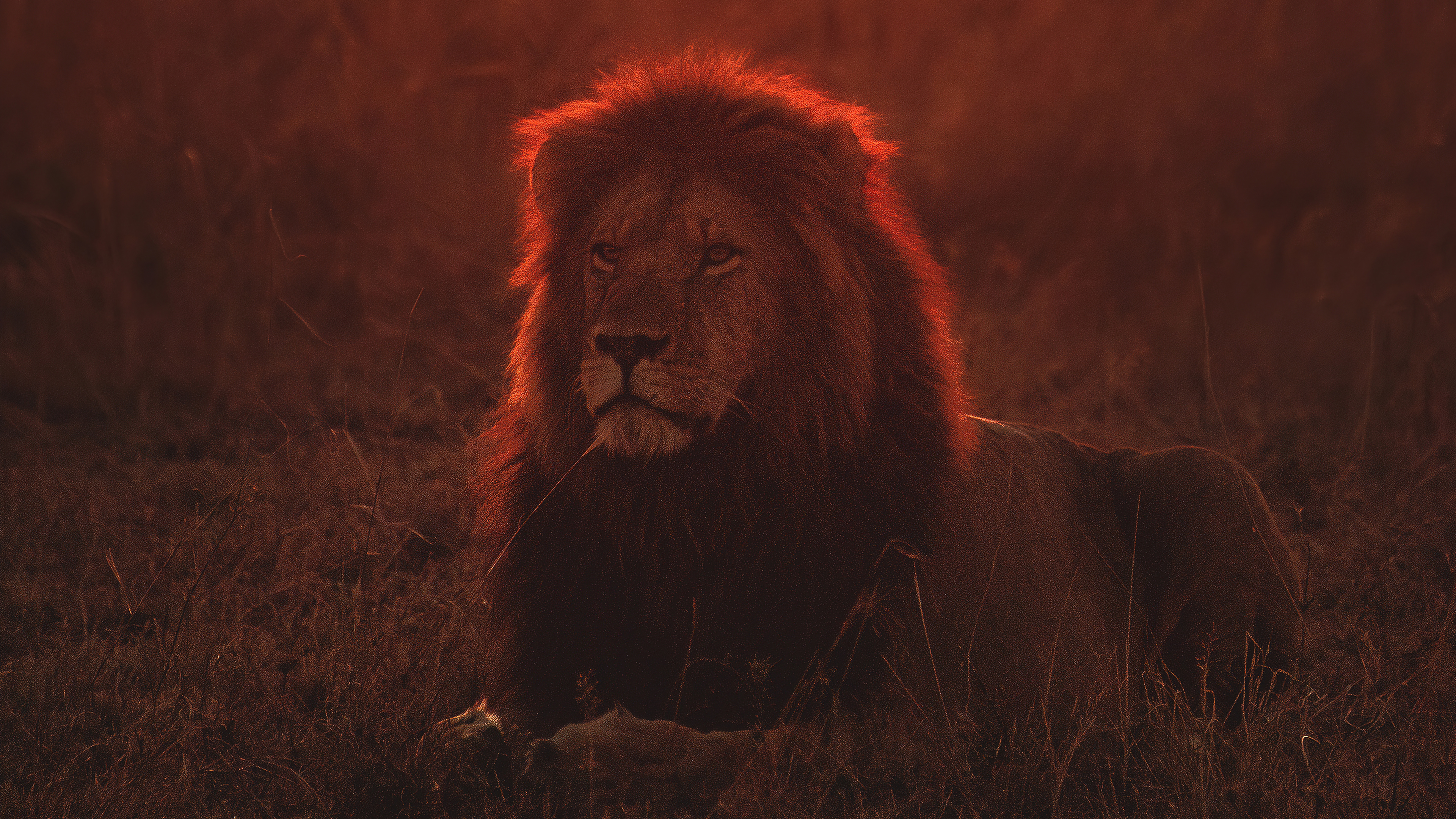 lion on green grass during golden hour 4k 1629139771