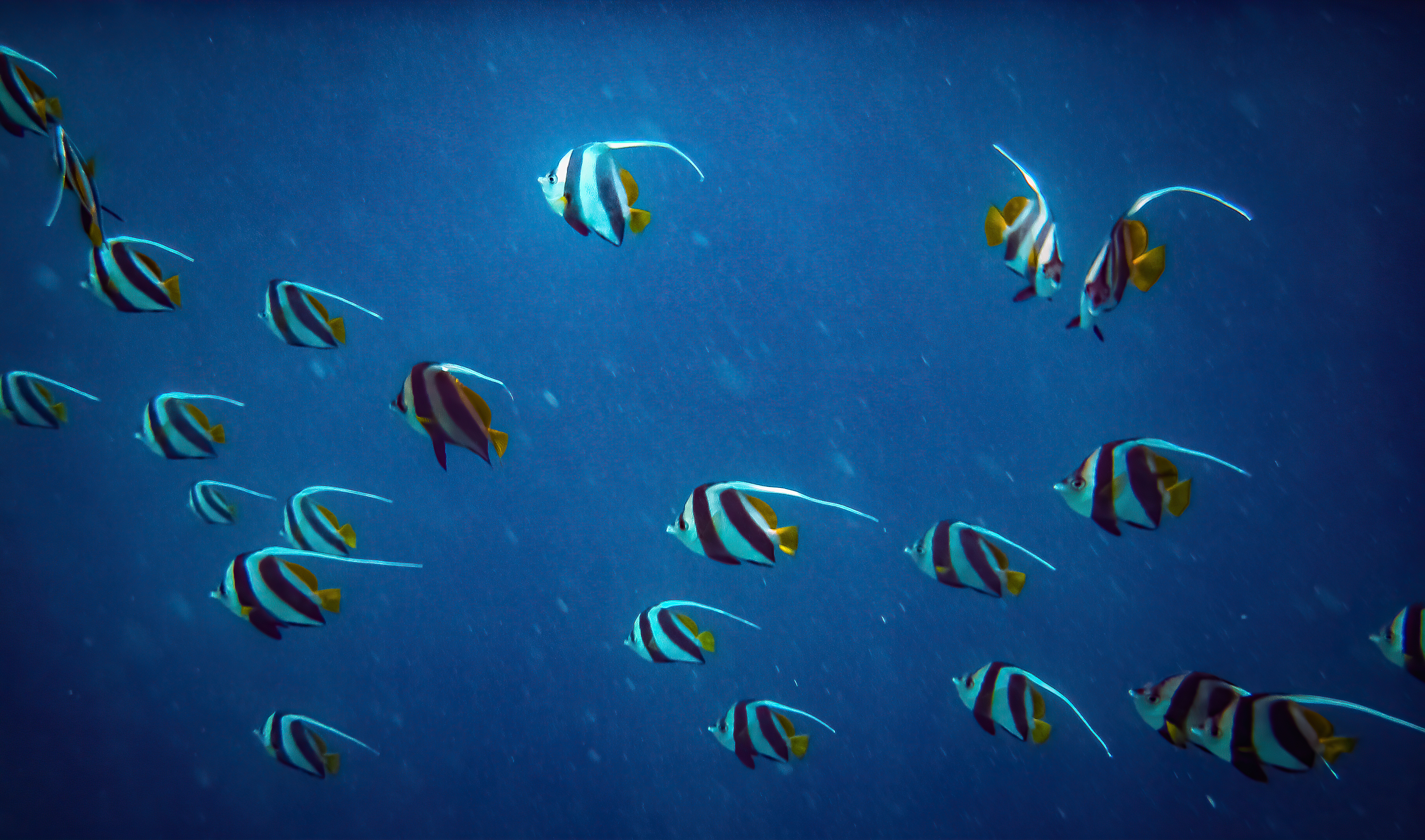 pennant coralfish 4k 1629139585