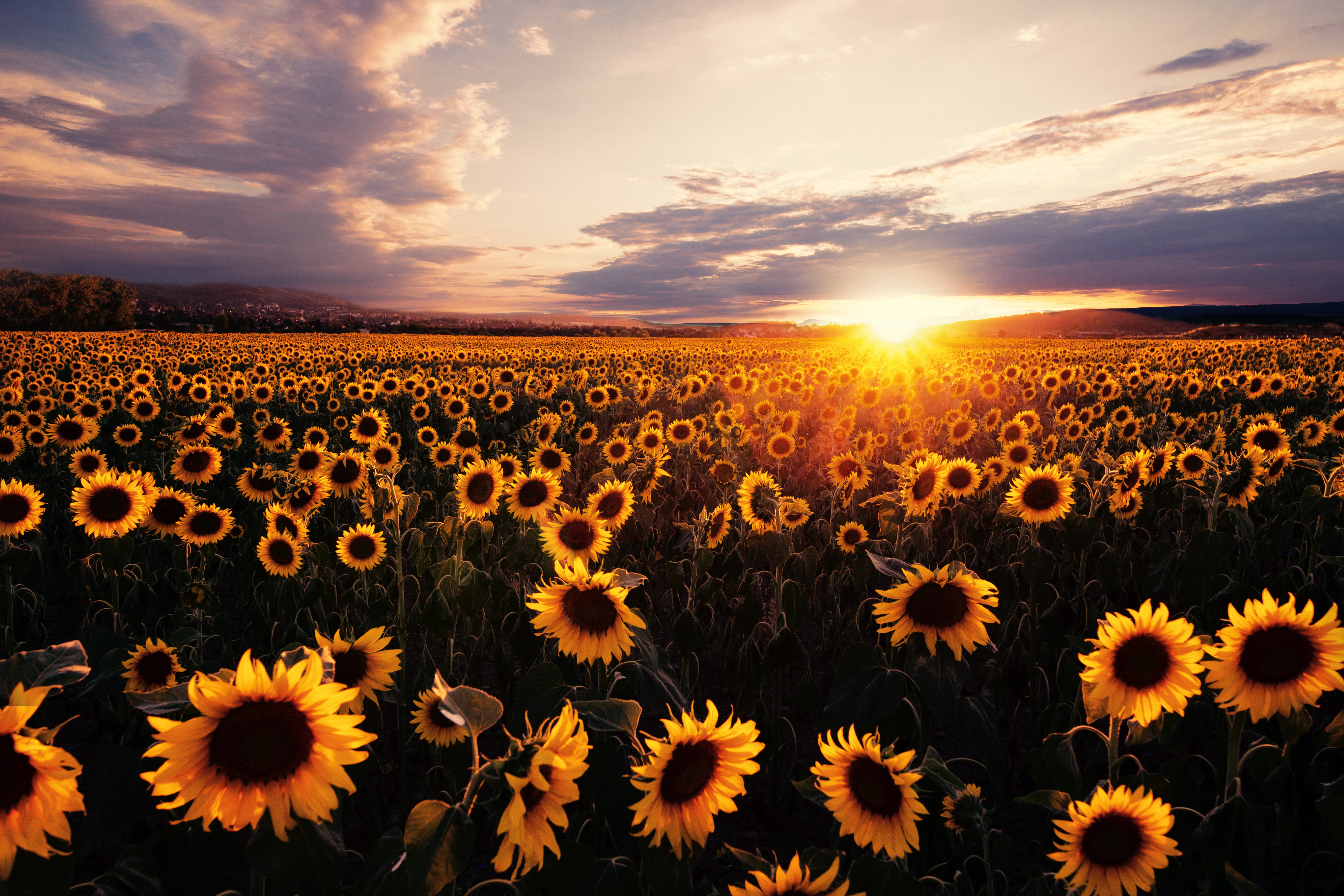 sunflowers field sunrise 4k 1629229650