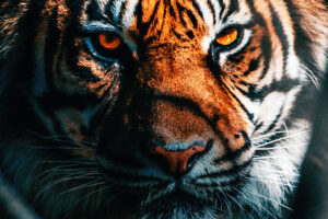 tiger close up 4k 1629139703