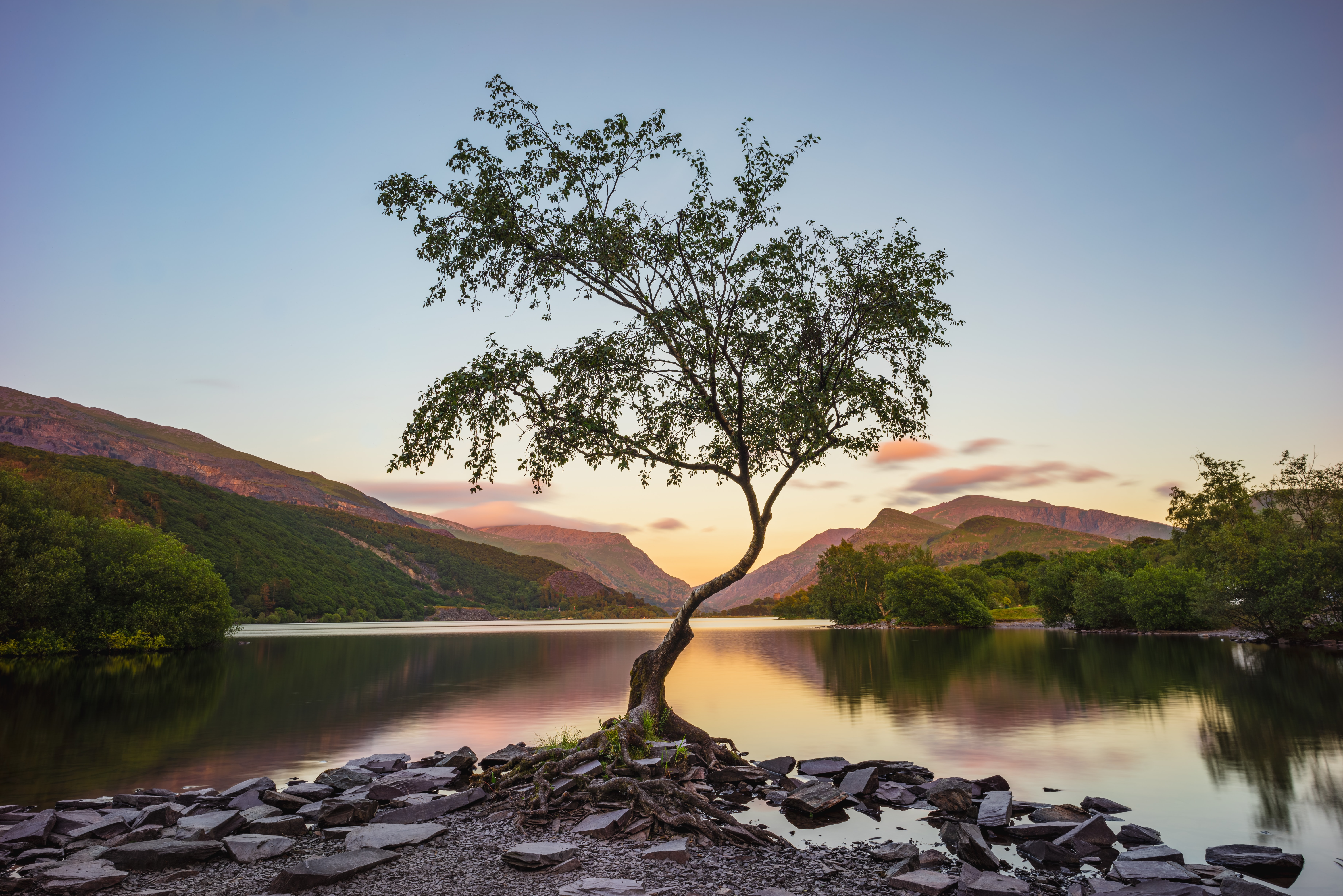 tree near lake during daytime 4k 1630068744