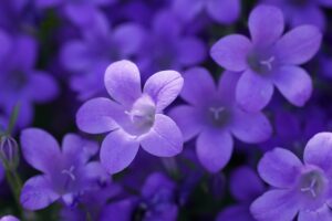 bokeh violet flowers 4k 1630616437