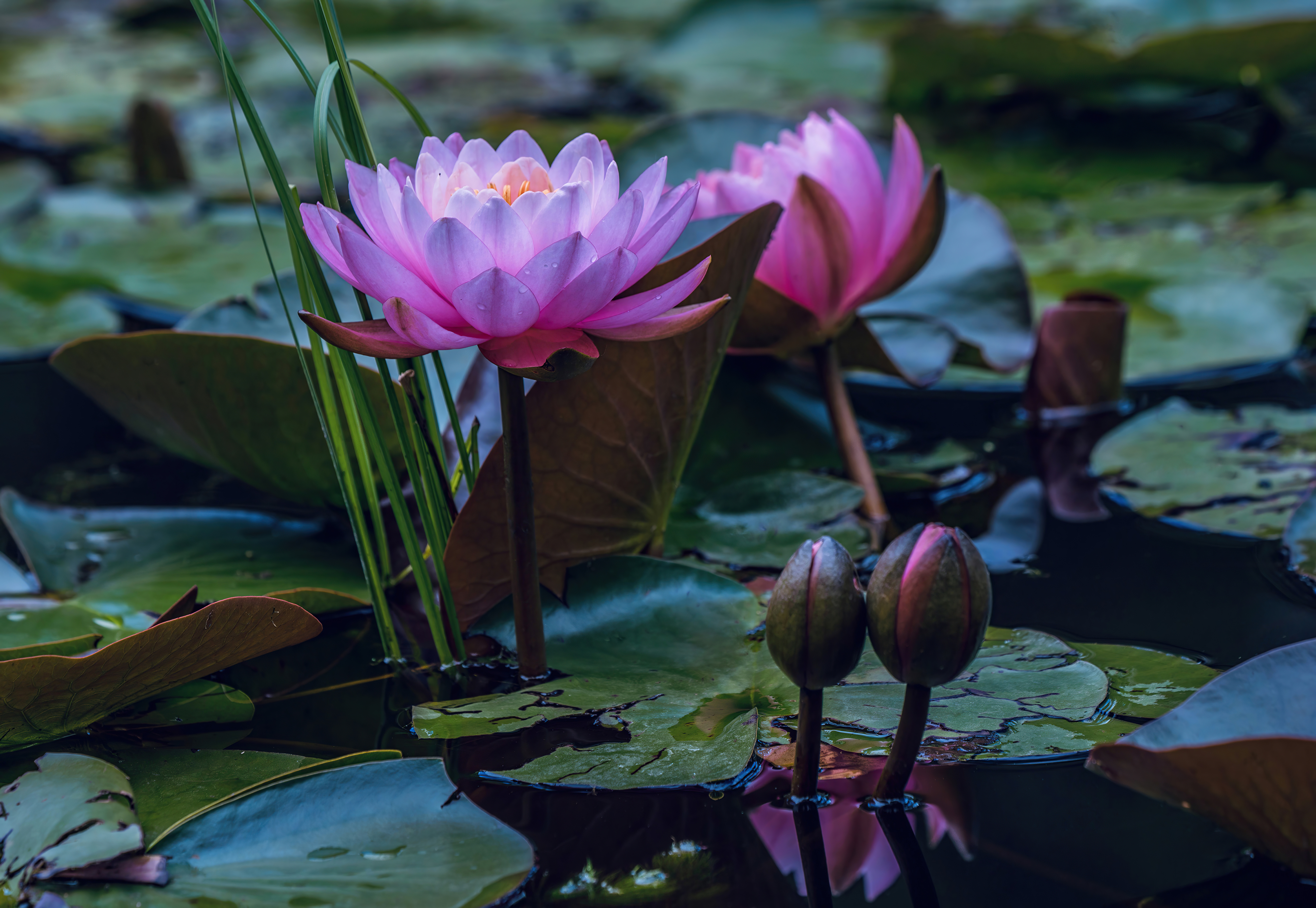 water lilies in pond 4k 1630616437