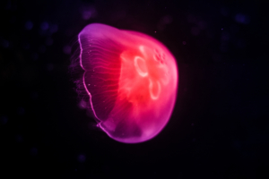 pink jellyfish dark 4k 1634170122