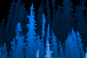 forest long blue trees 4k 1653331116