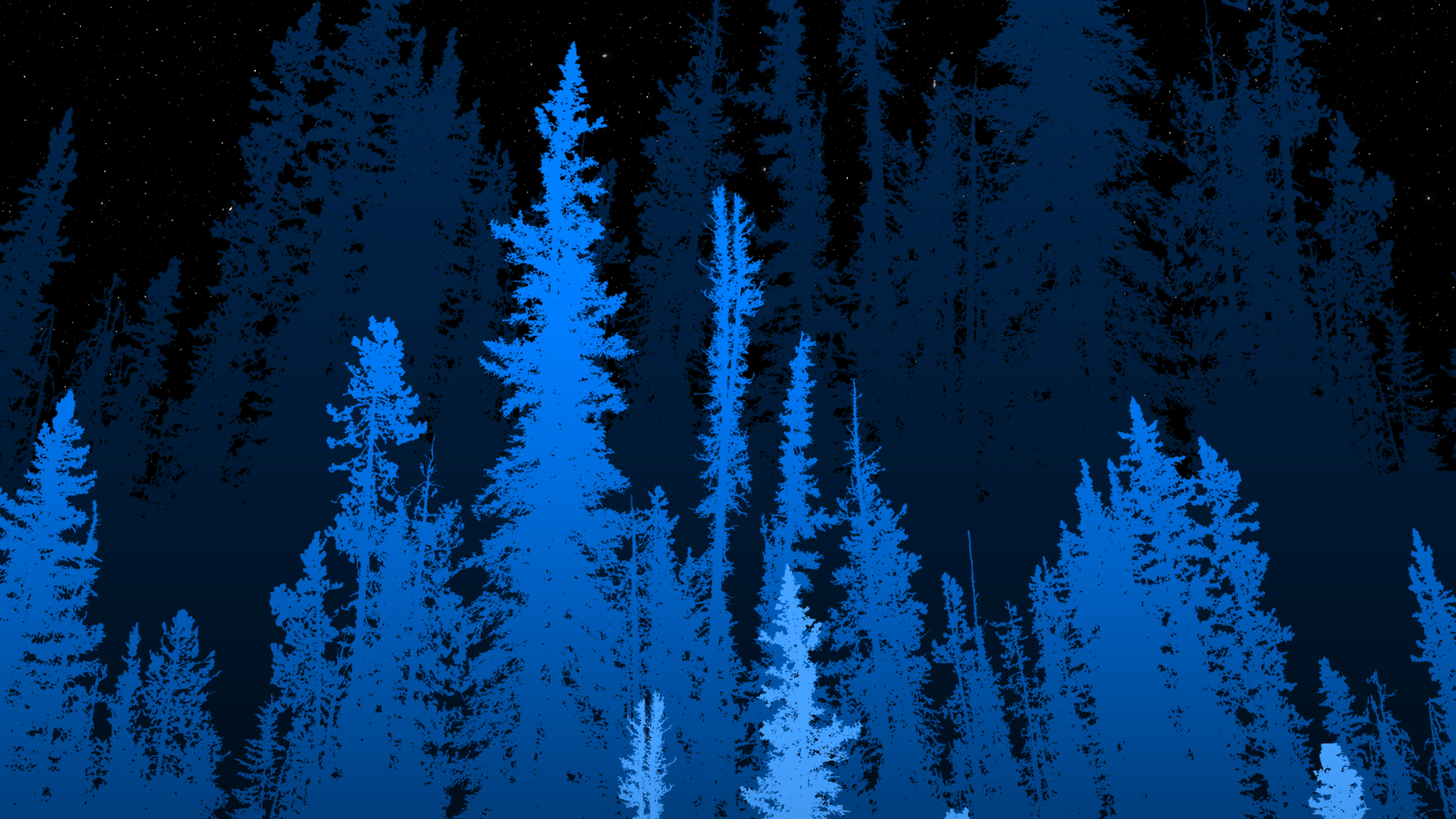 forest long blue trees 4k 1653331116