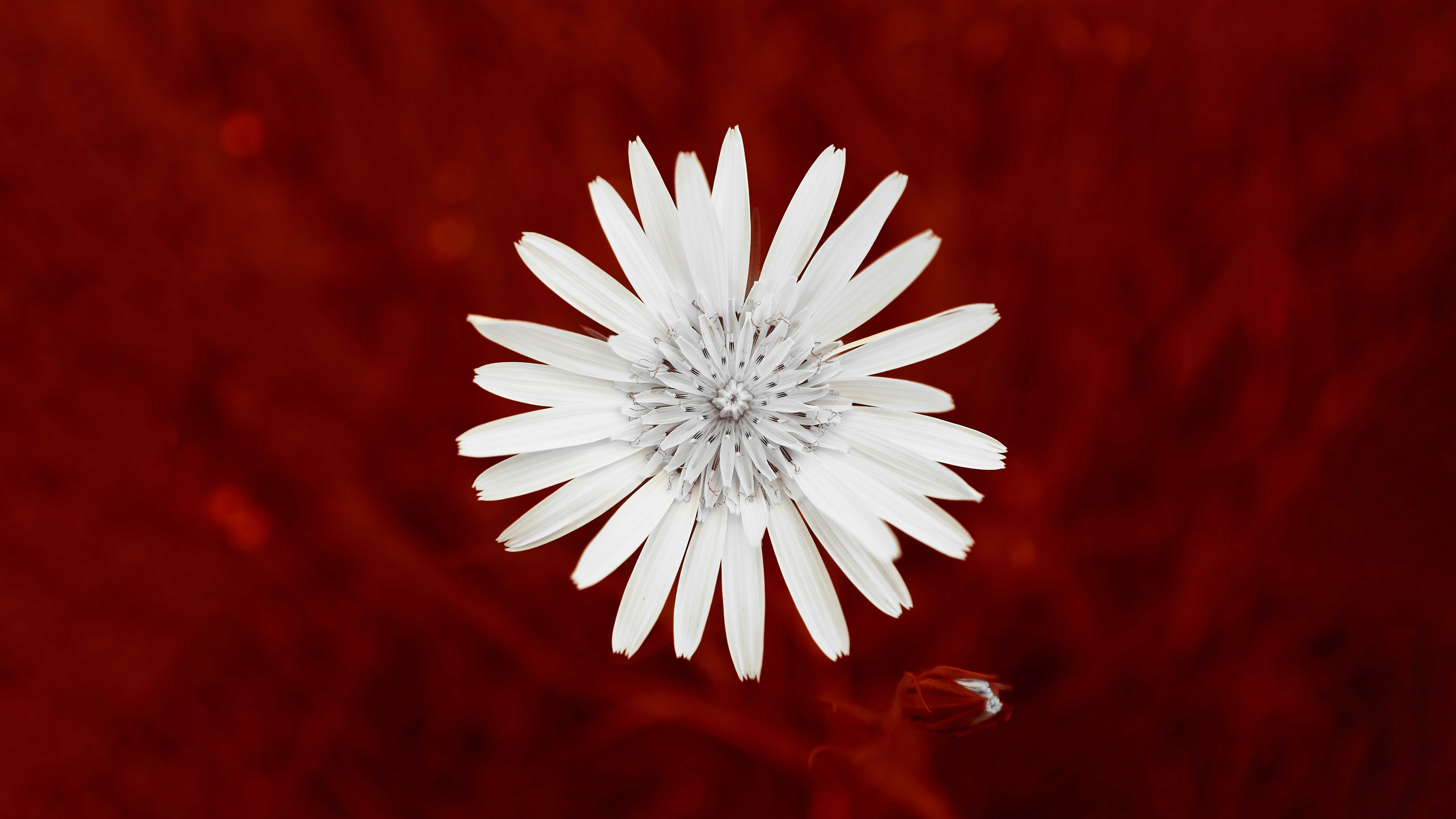 white flower 4k 1653333353