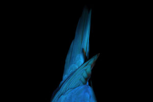 birds tail blue oled 4k 1669804747