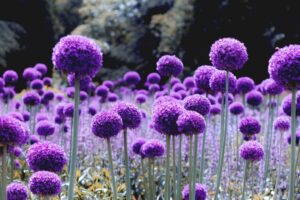 allium purple glade 4k 1692284269