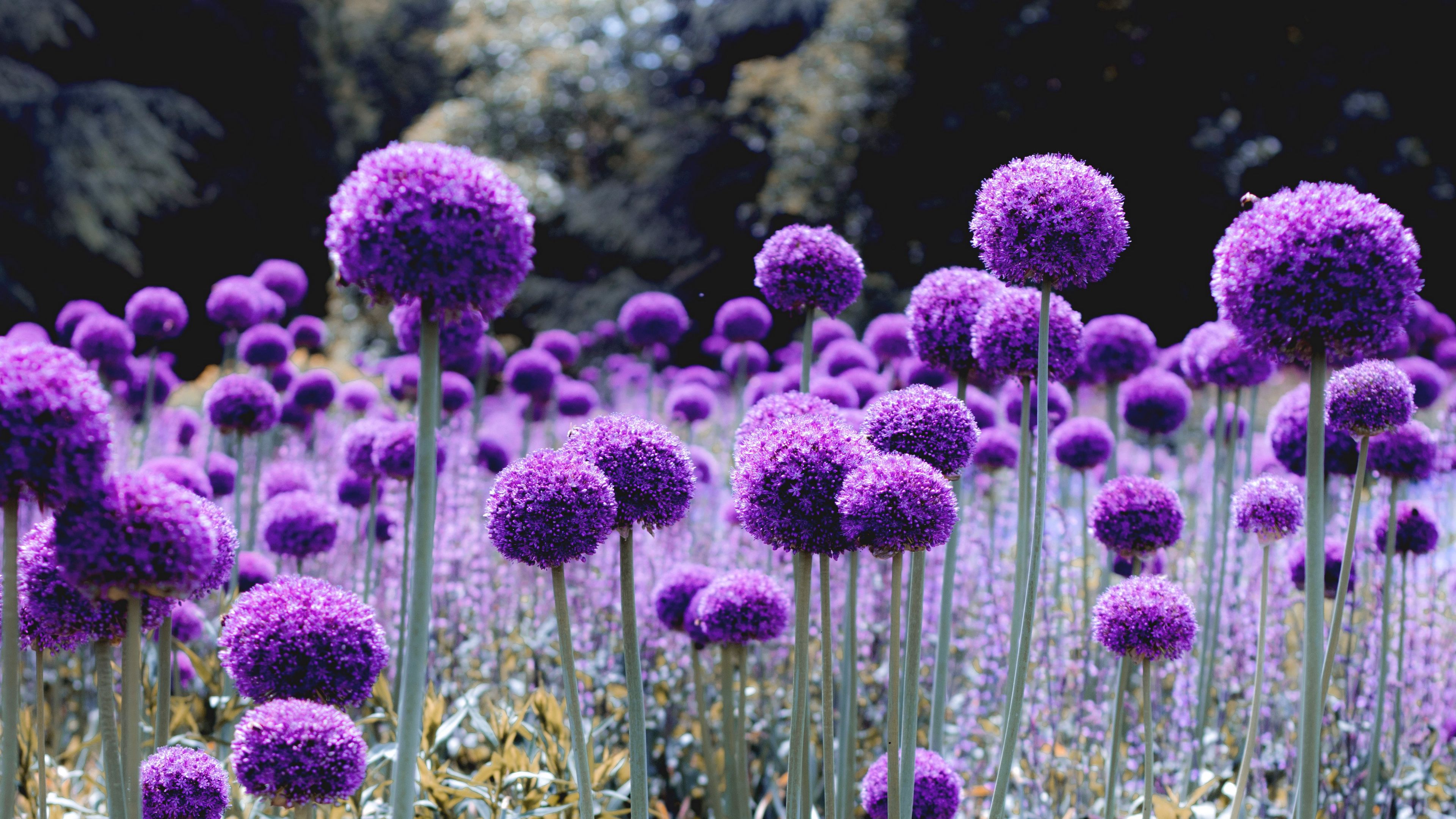 allium purple glade 4k 1692284269