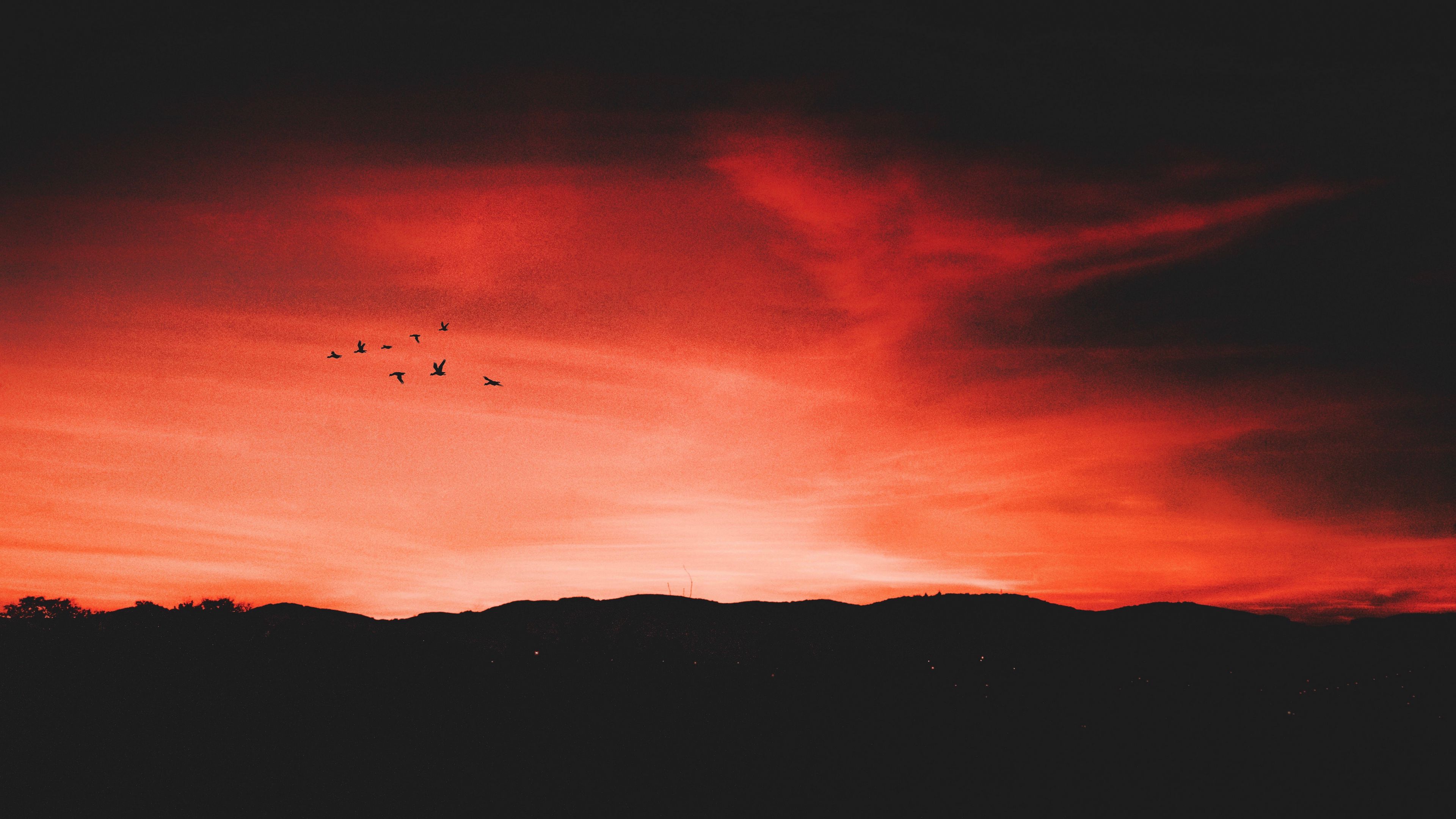 birds night sky horizon 4k 1691849809