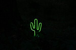 cactus neon dark green 4k 1691849809