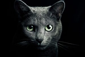 cat black breed russian blue eyes green eyes black background 4k 1691839436