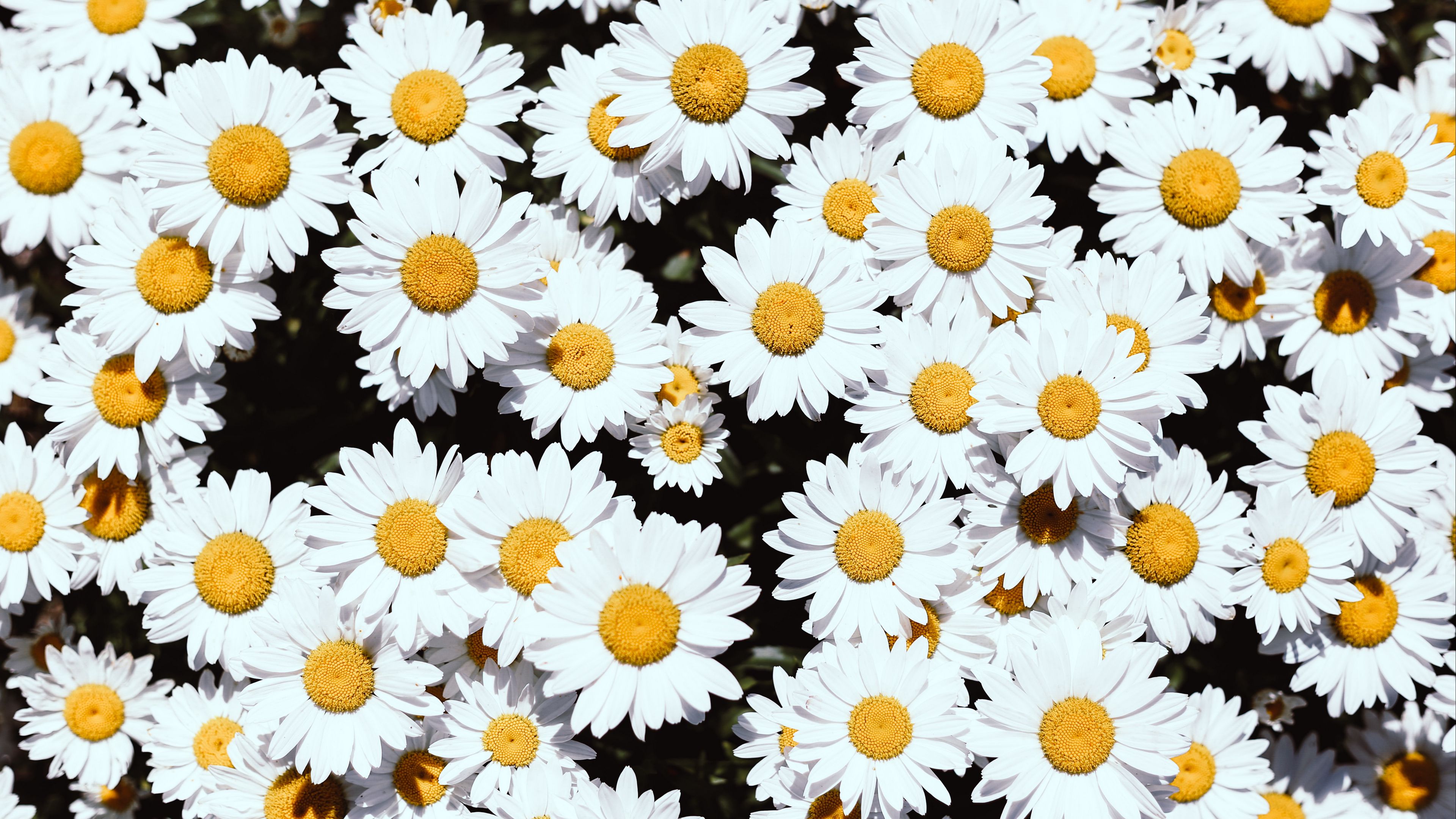 chamomile flowers pants 4k 1692283618