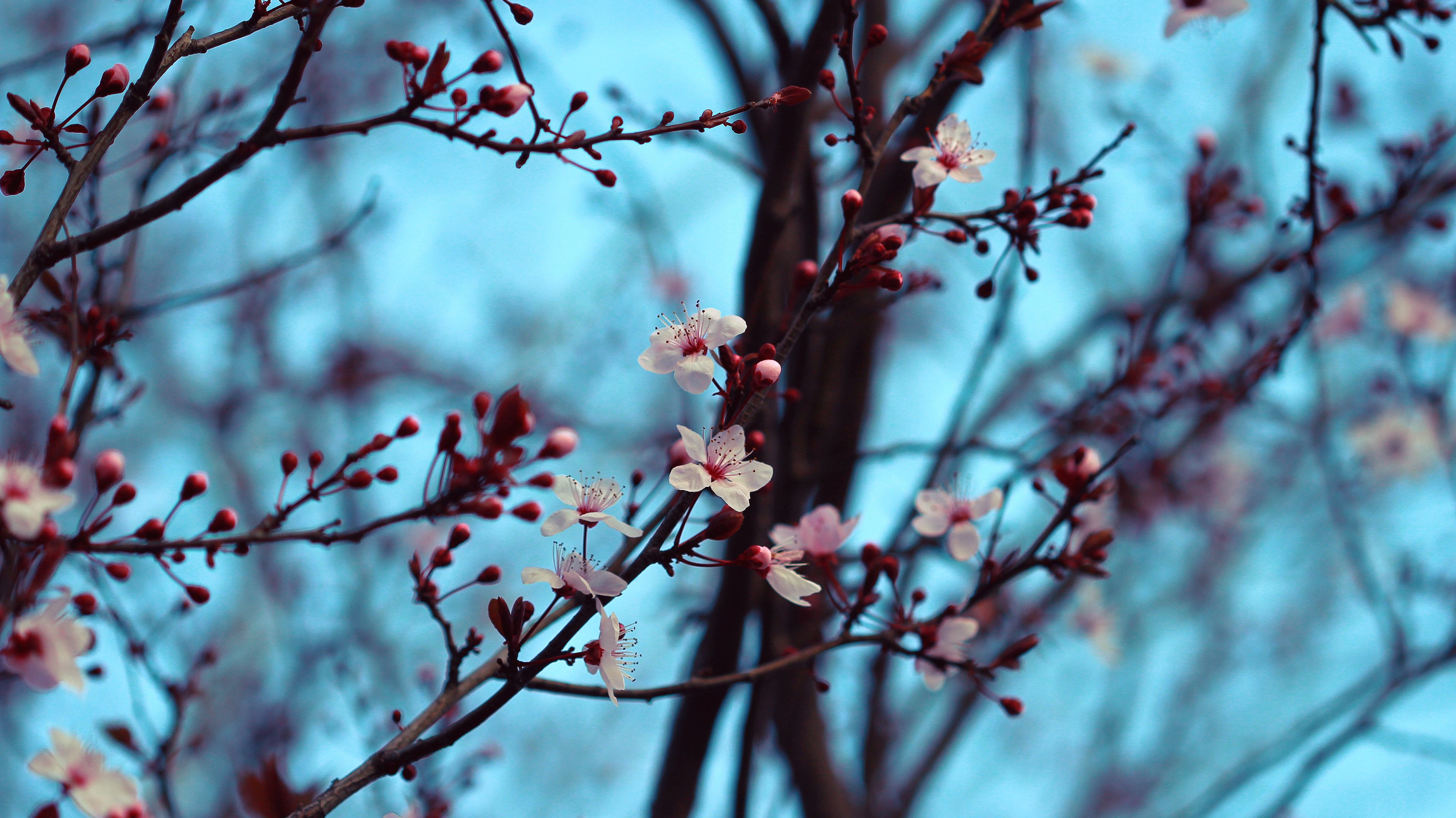 cherry spring branches flowers 4k 1692270204