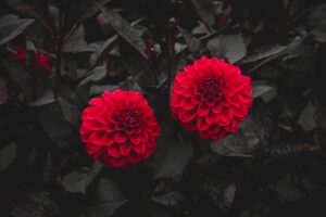 dahlia red bush leaves 4k 1692270201