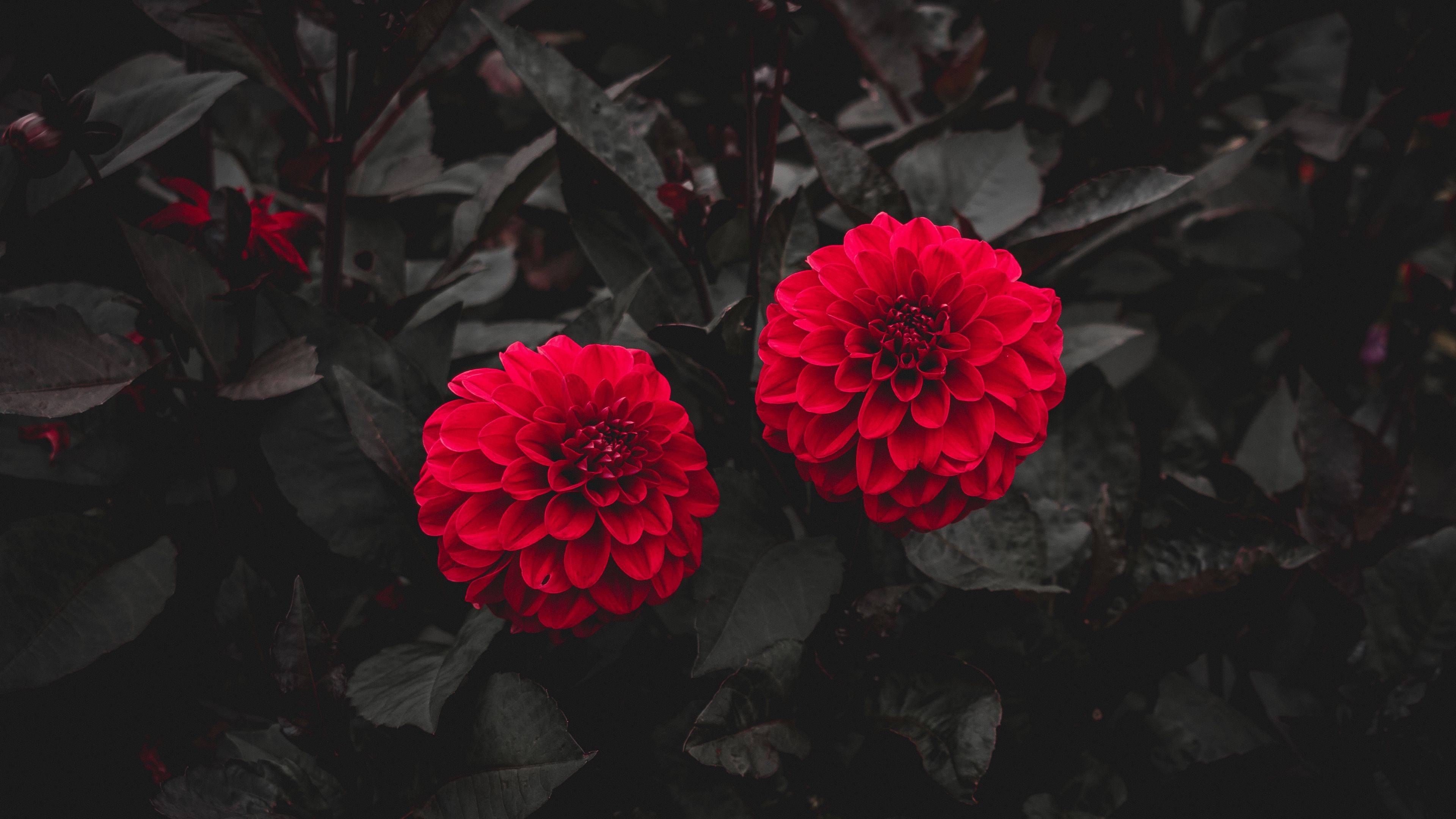 dahlia red bush leaves 4k 1692270201